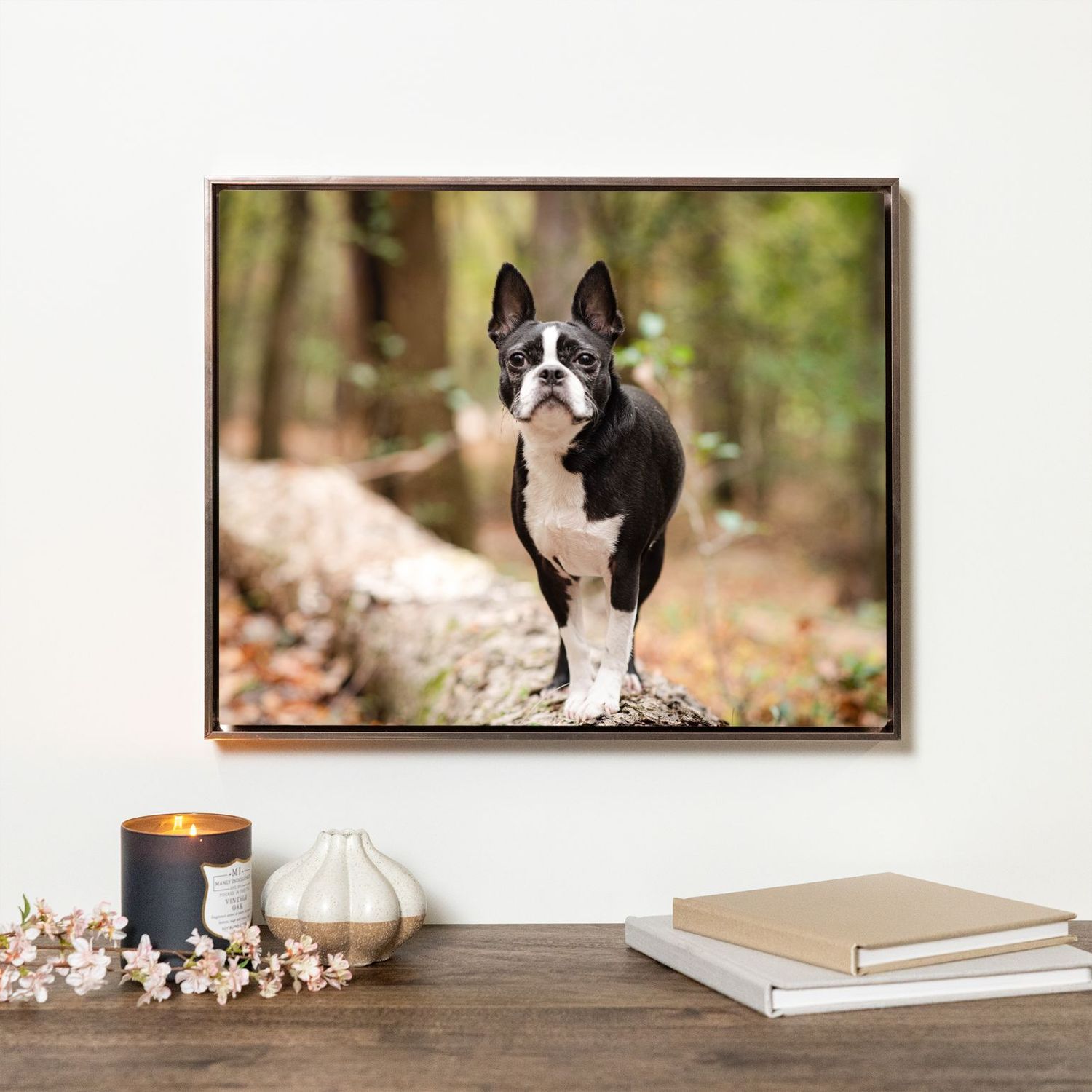 Beautiful Floating Frame of a boston terrier, outdoor pet photography session with Tanya Will Photography
