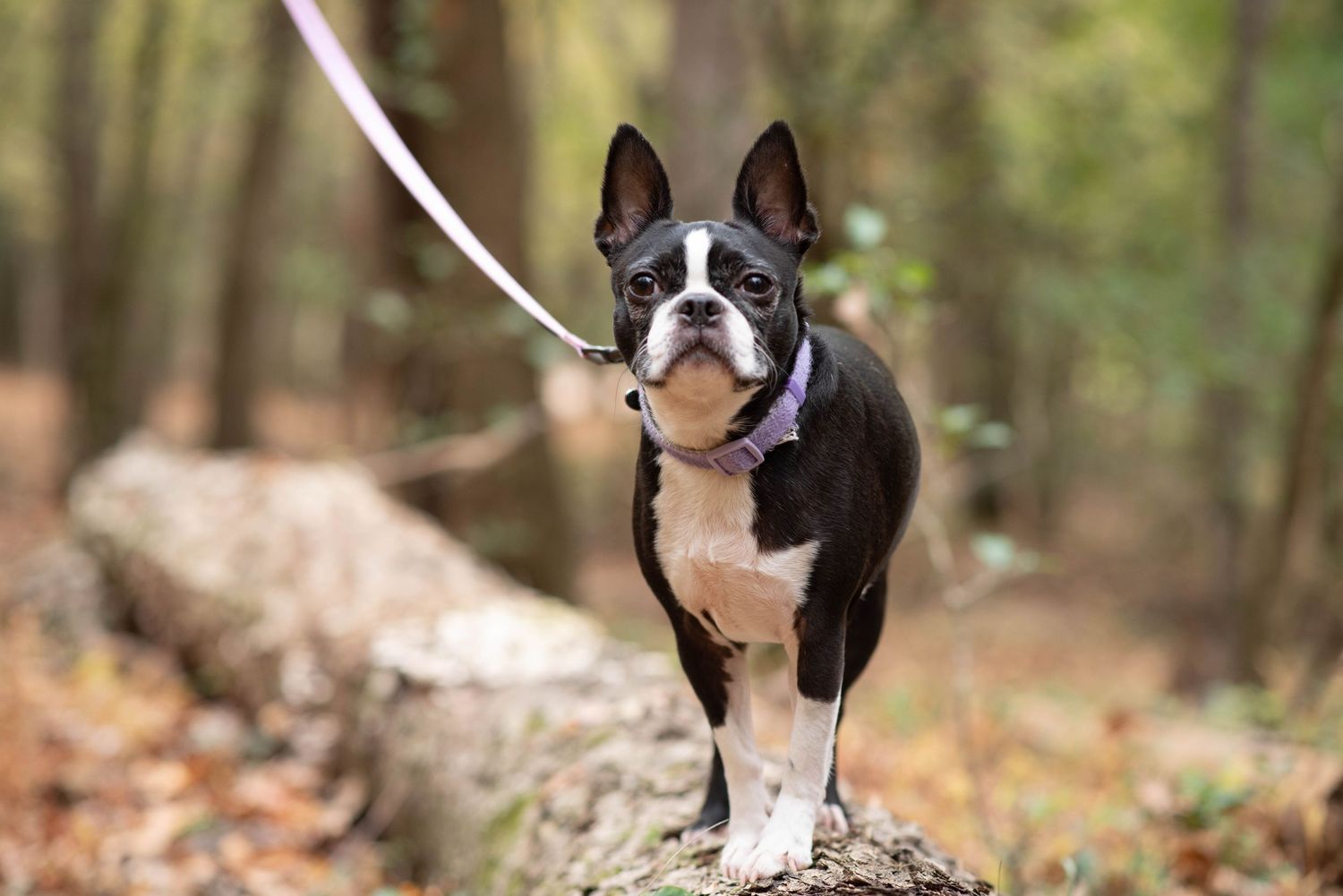 Outdoor pet photography session with Tanya Will Photography, photo before edits