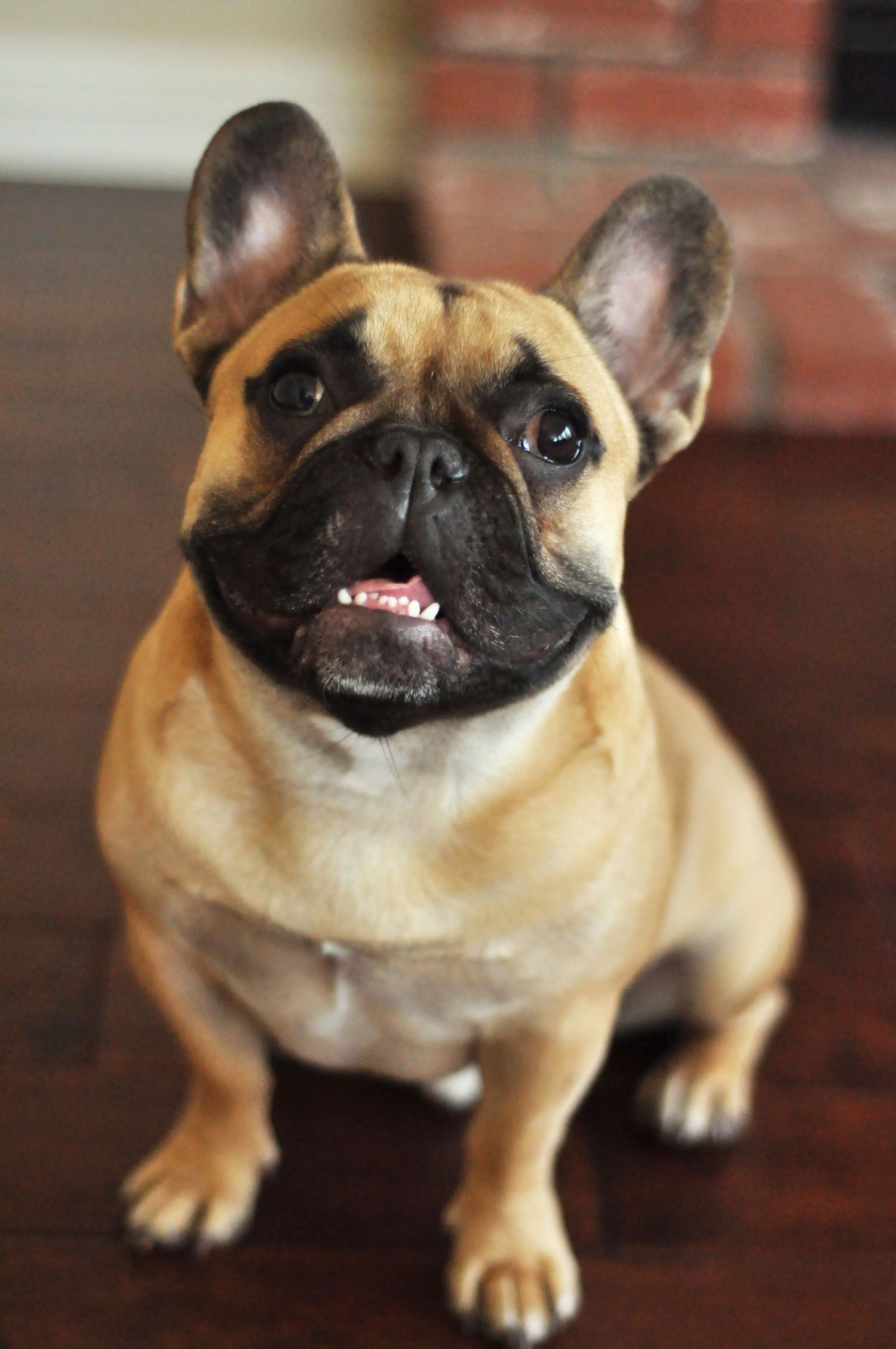 Pet Photography Lifestyle Session French Bulldog