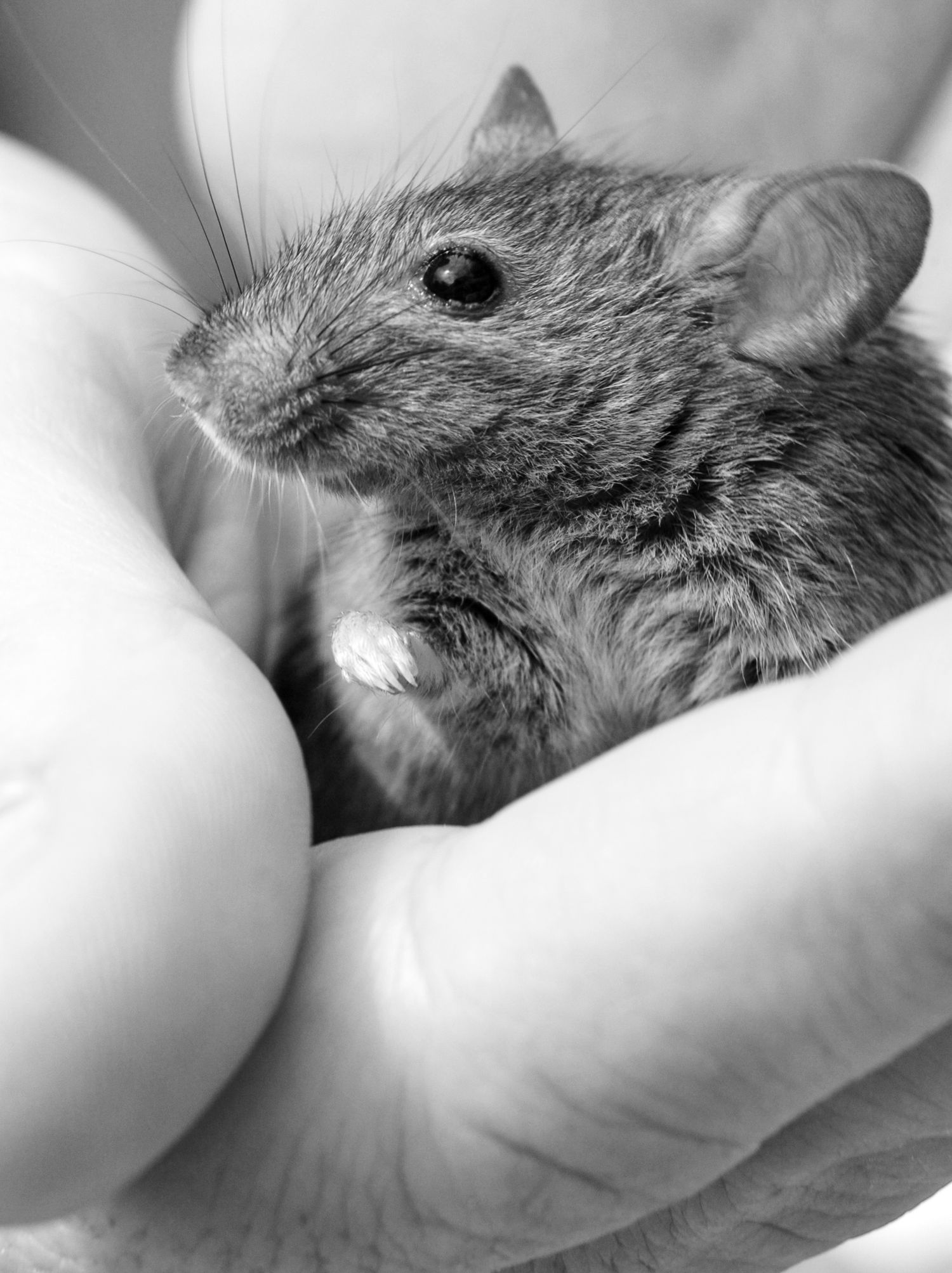Close up portrait of an aging pet mouse in it's owners hand