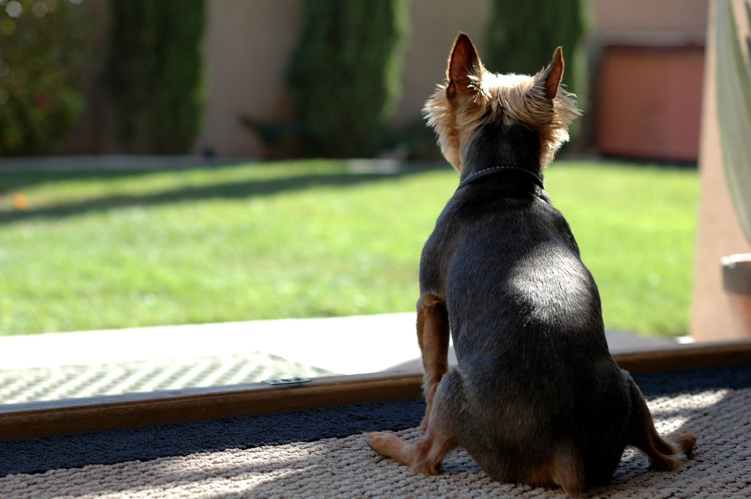 Lifestyle Pet Photography of a Yorkie watching his yard