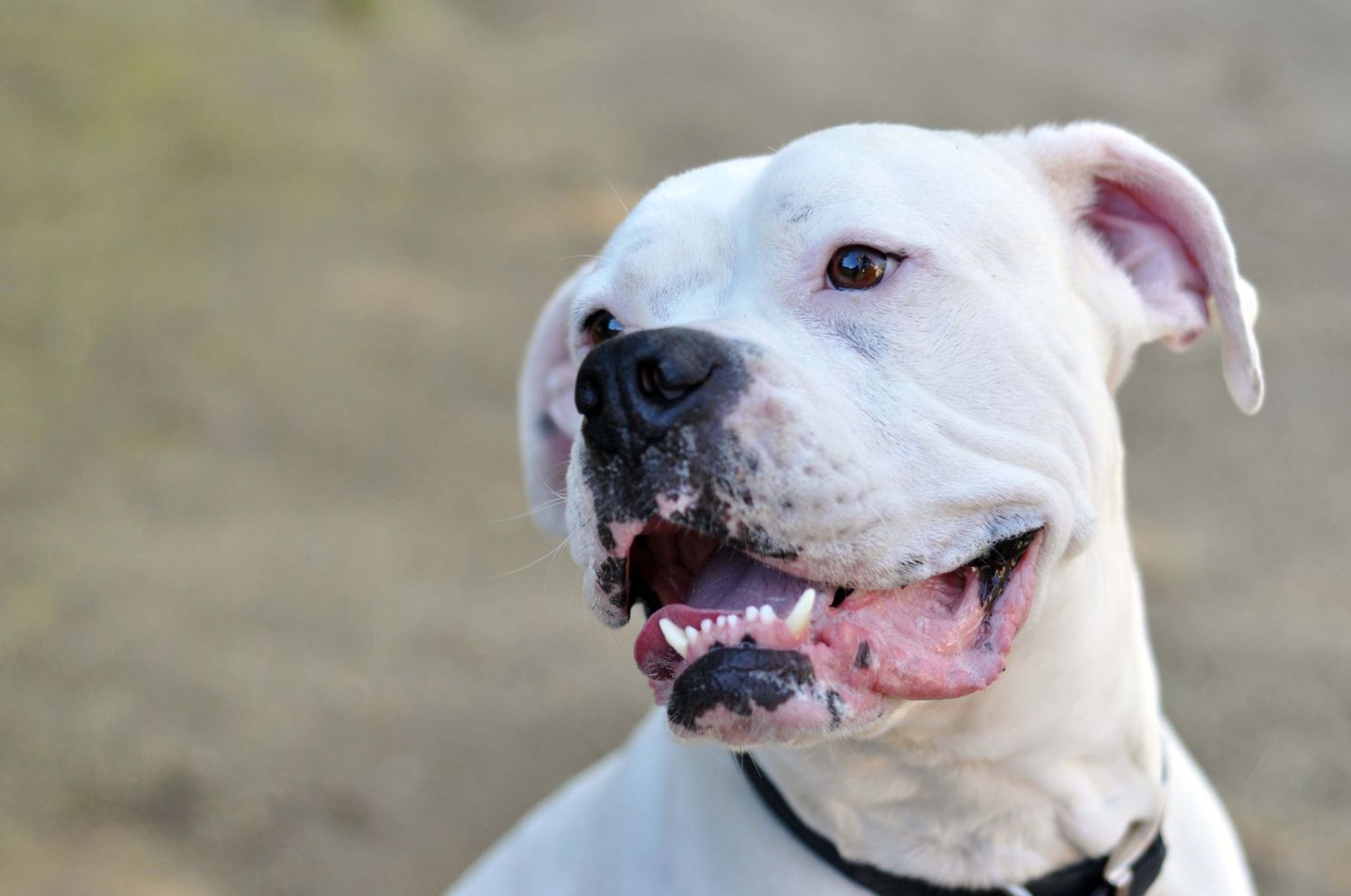 close up pet portrait of a white boxer