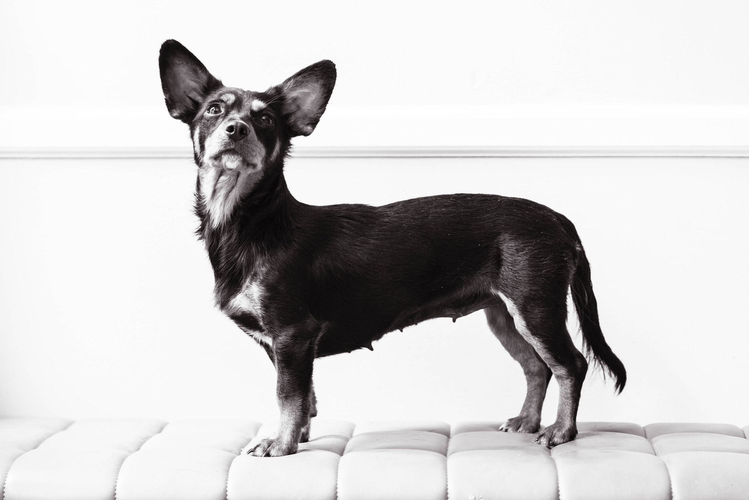 Black and white lifestyle pet photography portrait rescue dog