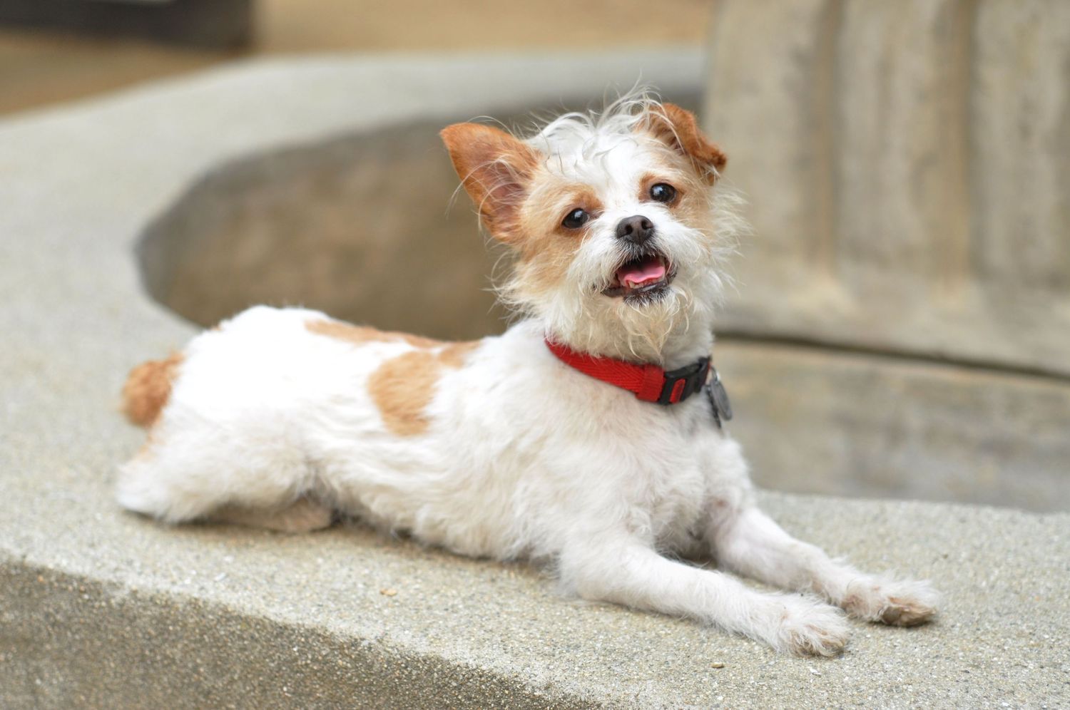 Portrait of mixed breed dog posing outdoors on a fountain