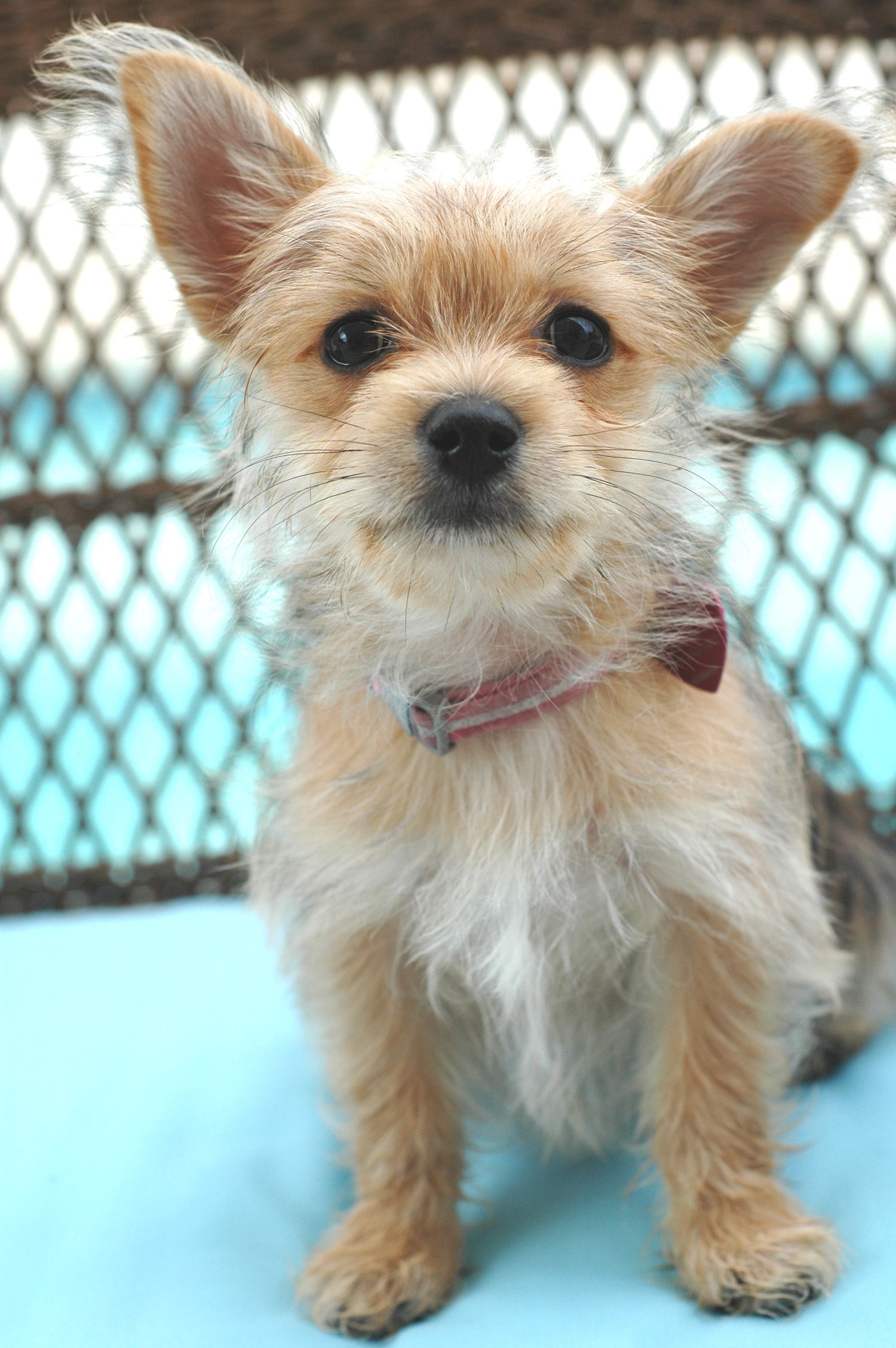 Puppy Portrait of a Yorkie Poo