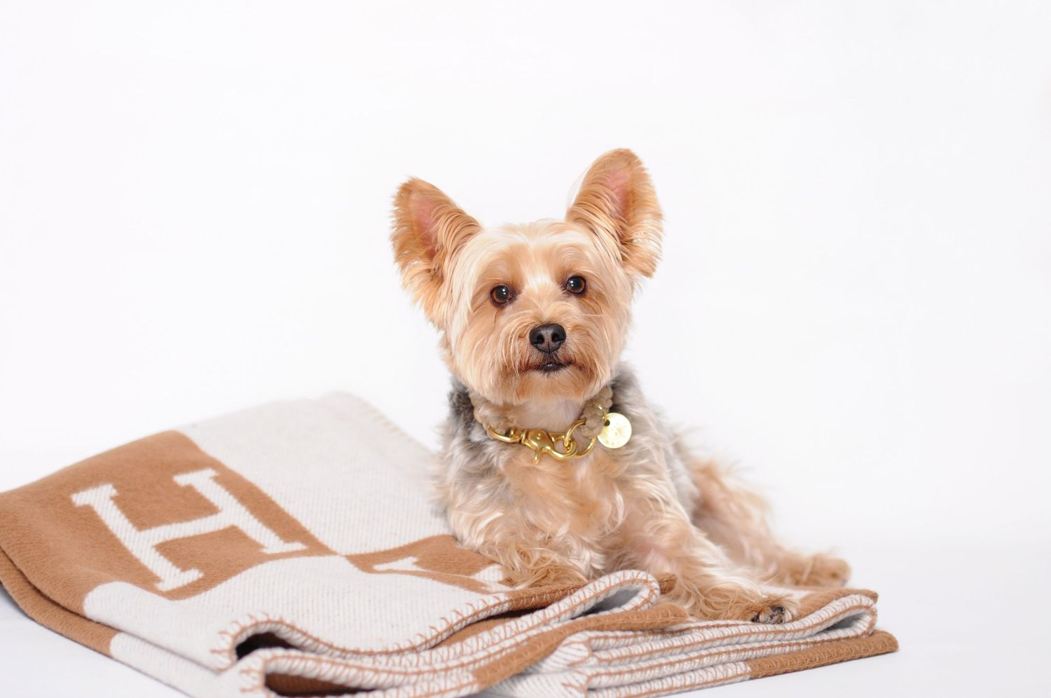 In studio pet photography of a Yorkshire terrier posing on his Hermes blanket