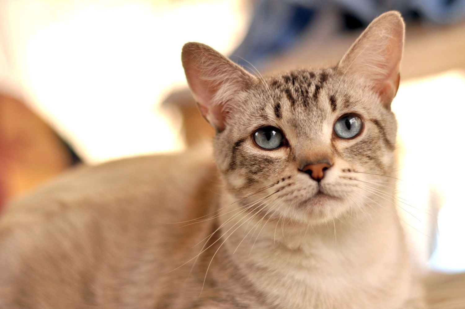 Portrait of a siamese mix cat, pet photography for cats