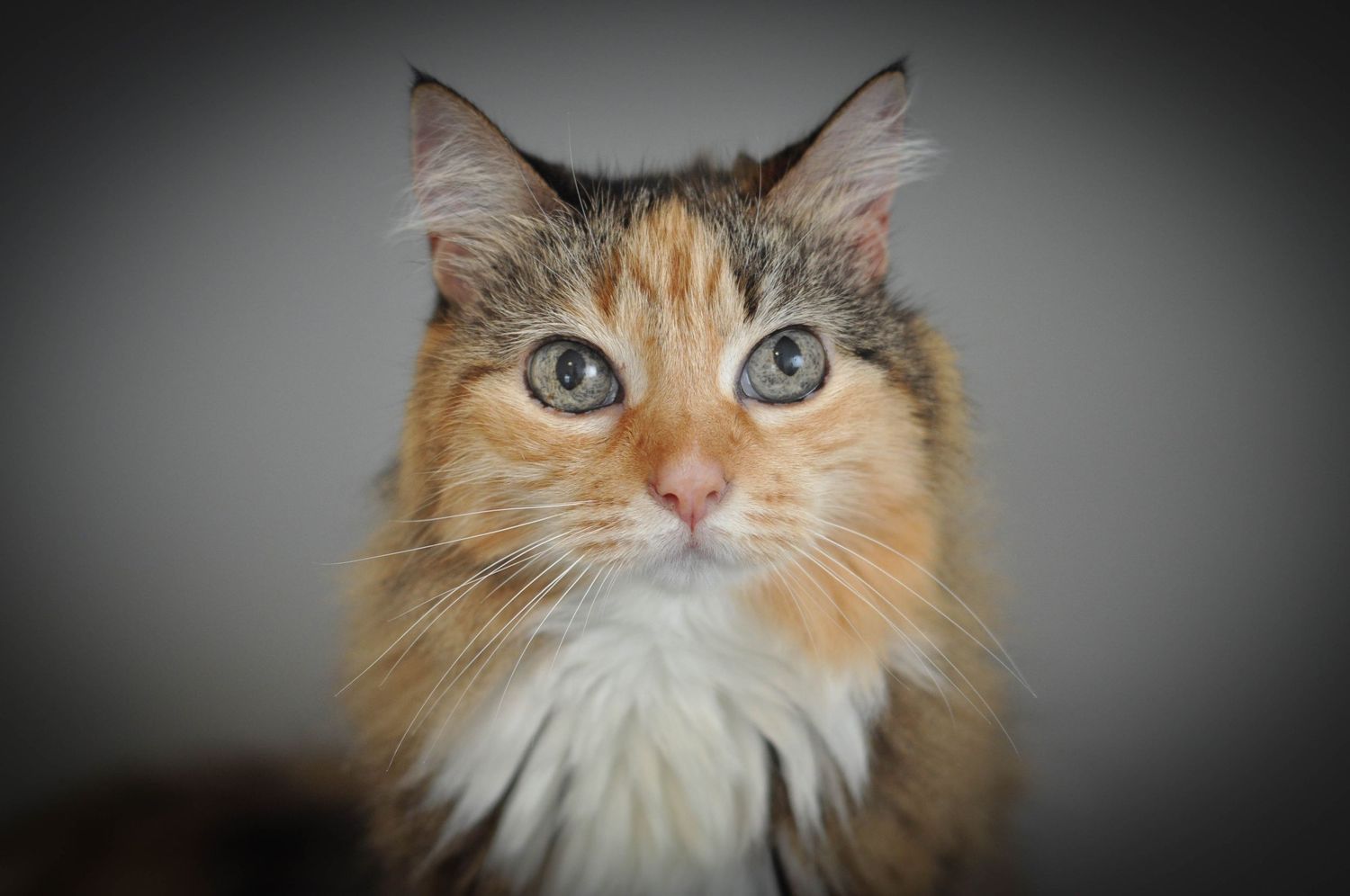 Senior Cat Portrait with grey backdrop