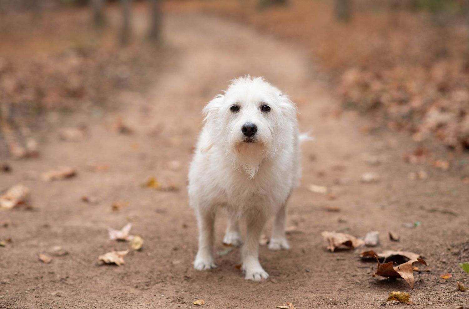 Pet photography outdoors in the Fall