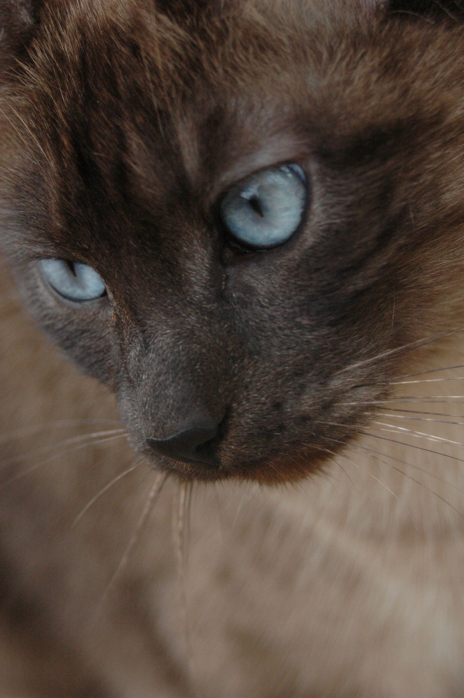Pet Photography of a Siamese Cat