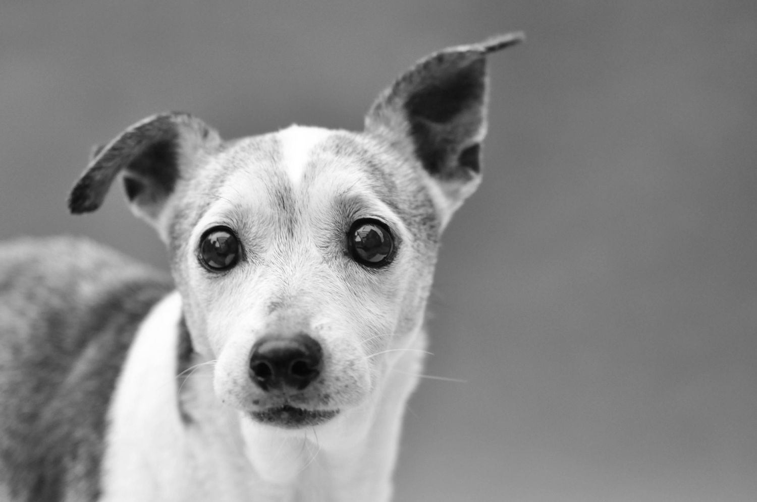 Black and white portrait of a senior rat terrier