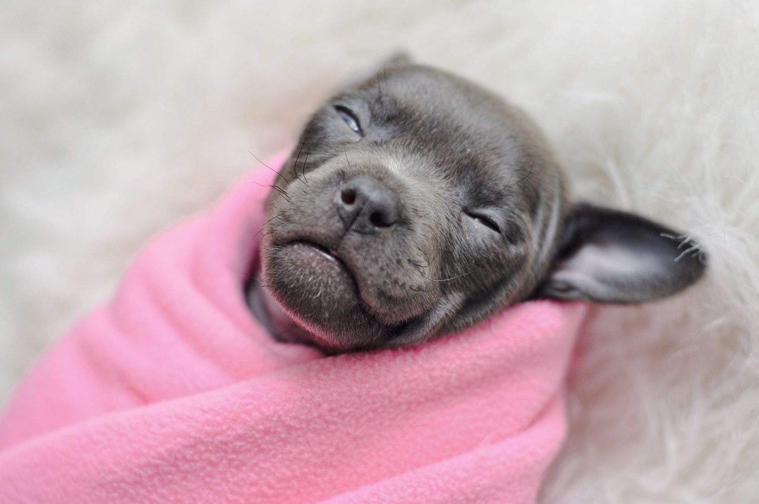 Pet Photography of a swaddled puppy