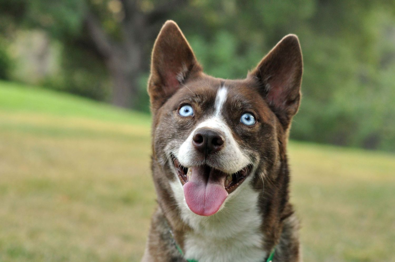 Outdoor Pet Photography, Headshot of a husky mix dog with bright blue eyes