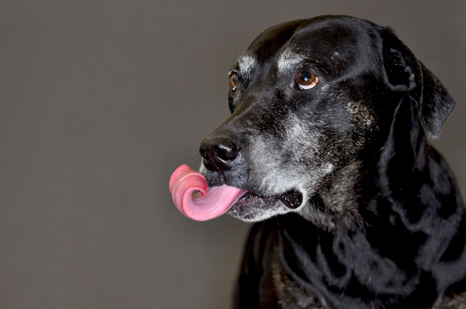 Pet Photography senior black lab with tongue sticking out