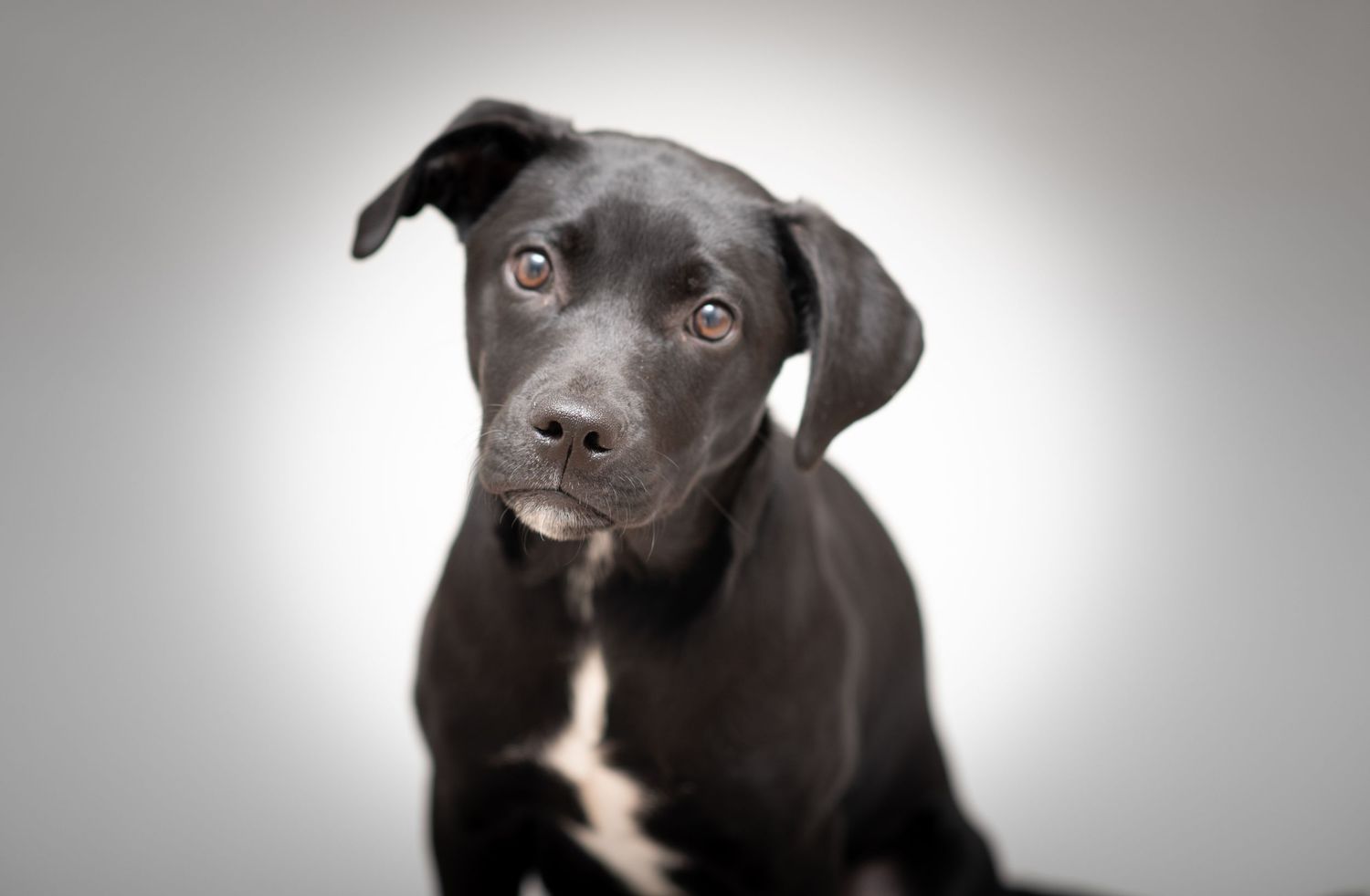 in-studio pet photography black lab