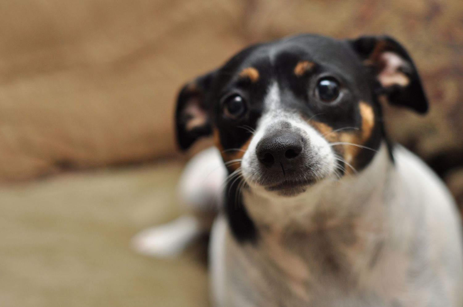 Pet Portrait of rat terrier
