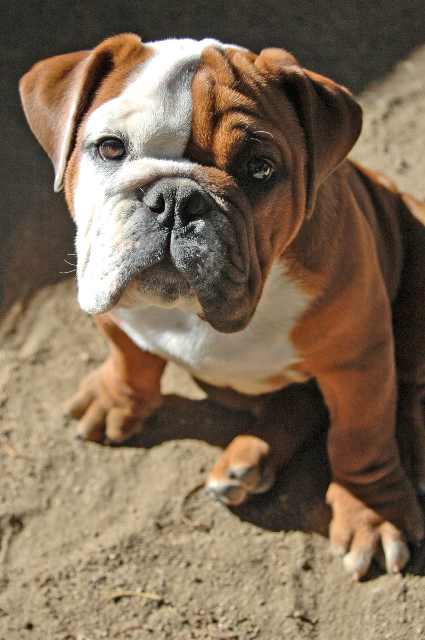 Outdoor Portrait of a young English Bulldog