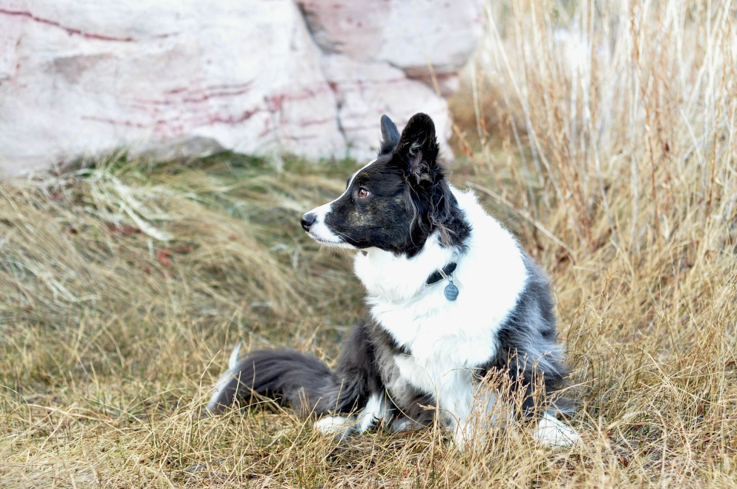 Outdoor Pet Photography of a Corgi in tall grass