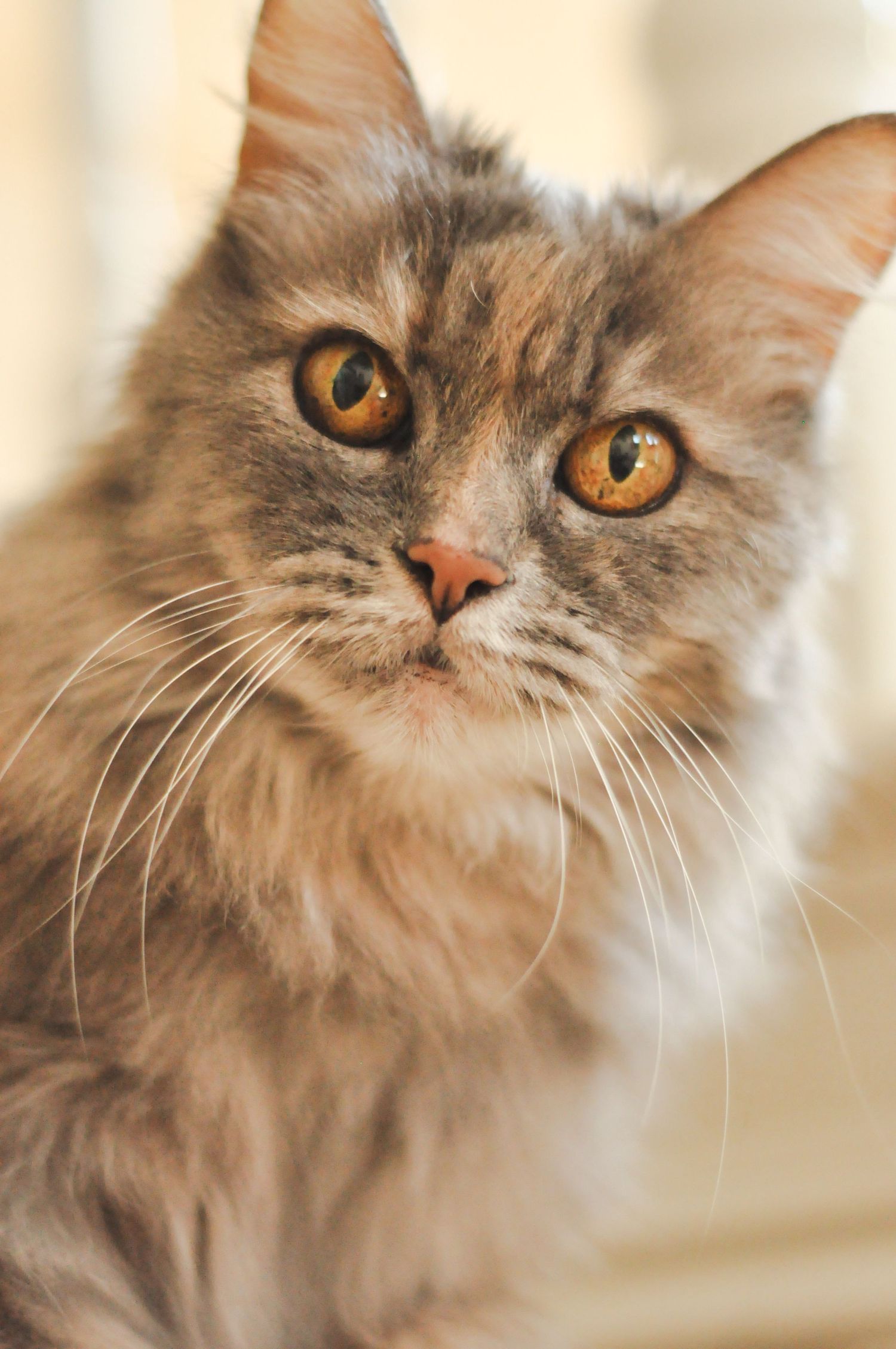 Pet Portrait of a cat