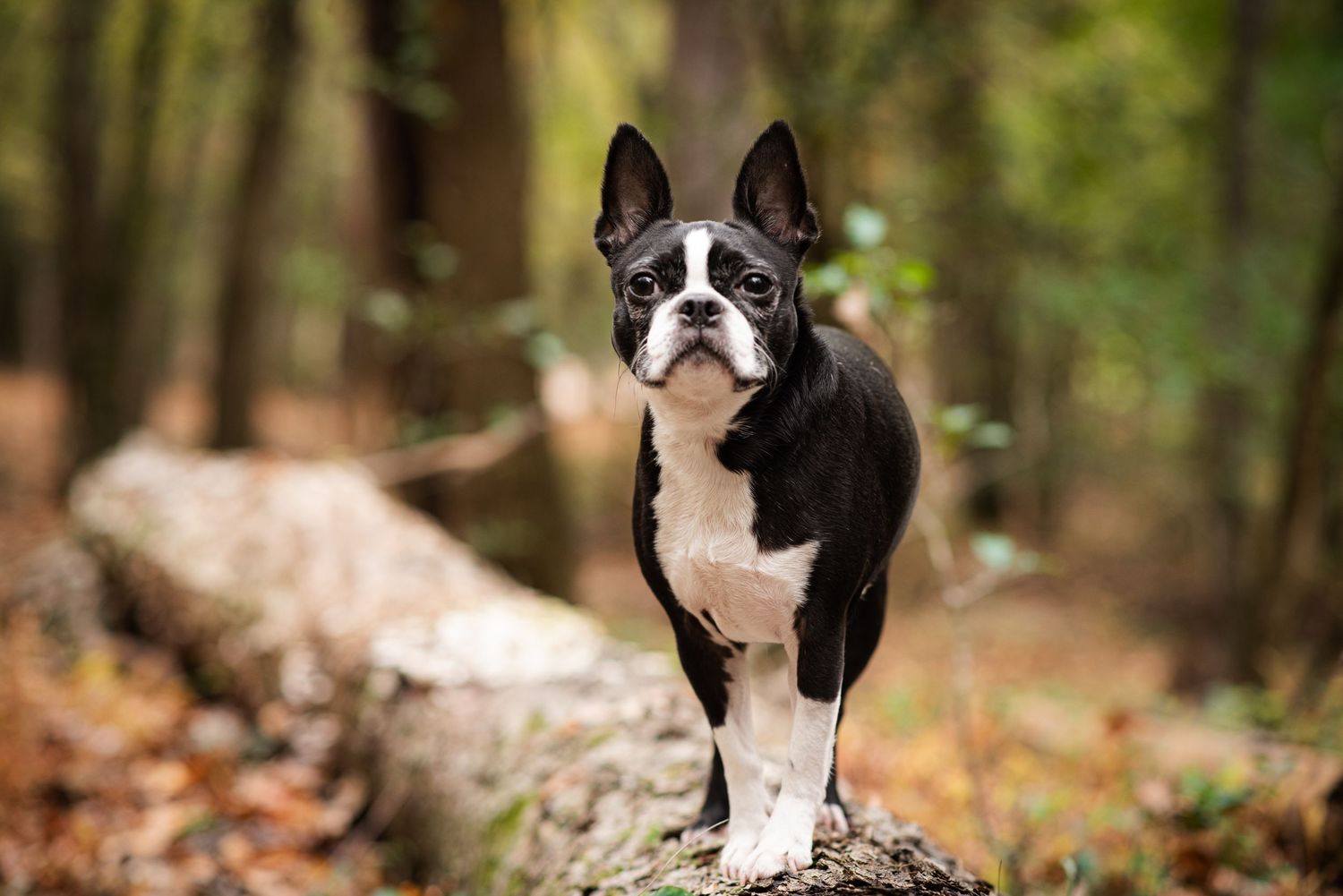 Outdoor pet photography session with Tanya Will Photography