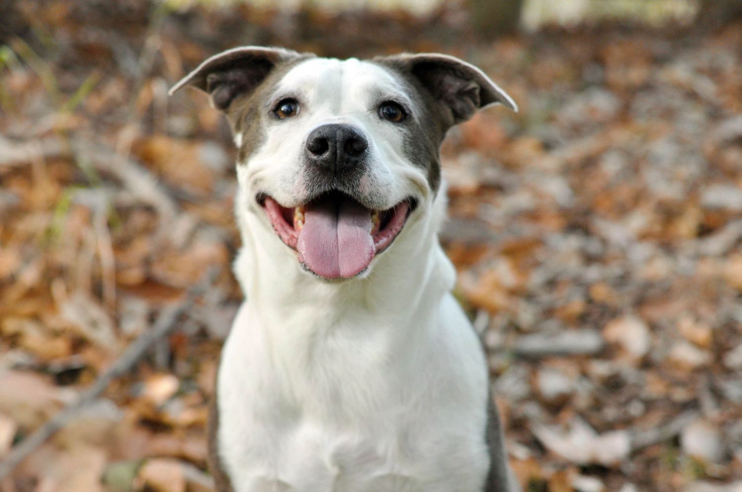 Head and shoulders portrait of a pitbull mix in Fall Leaves