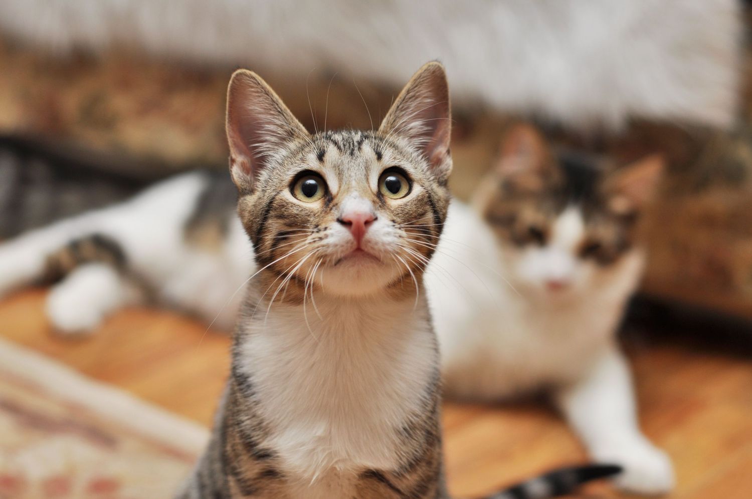 Lifestyle Cat Portrait Photography Session