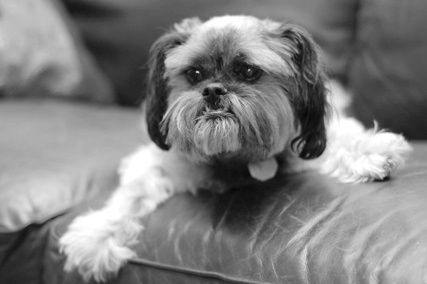 Pet Photography Lifestyle Session of a Brussels Griffon