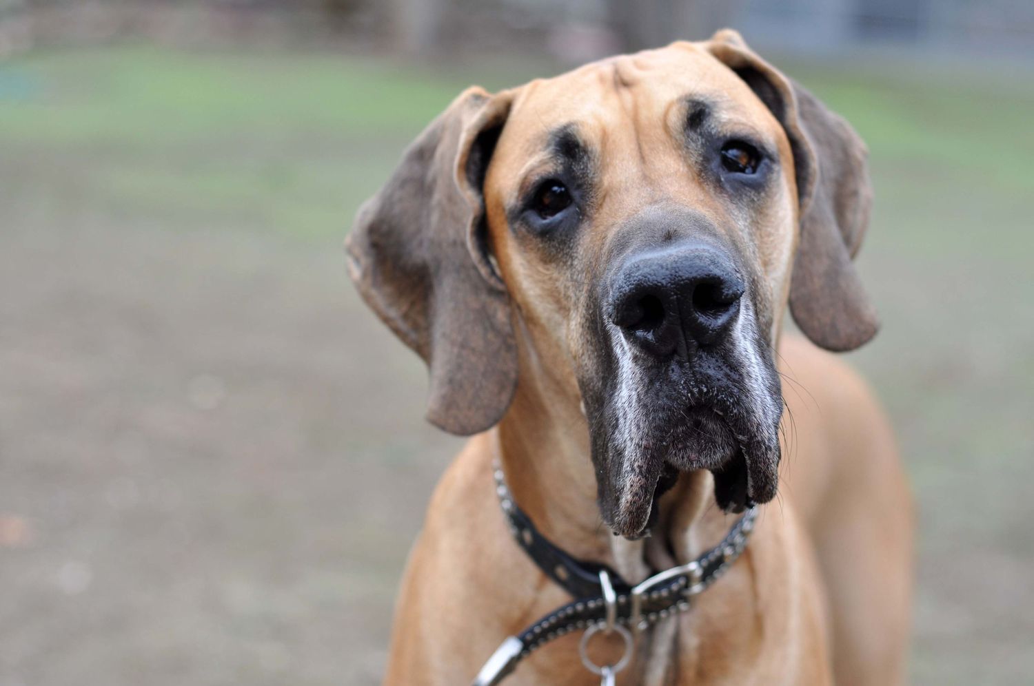 Close up outdoor portrait of a fawn Great Dane
