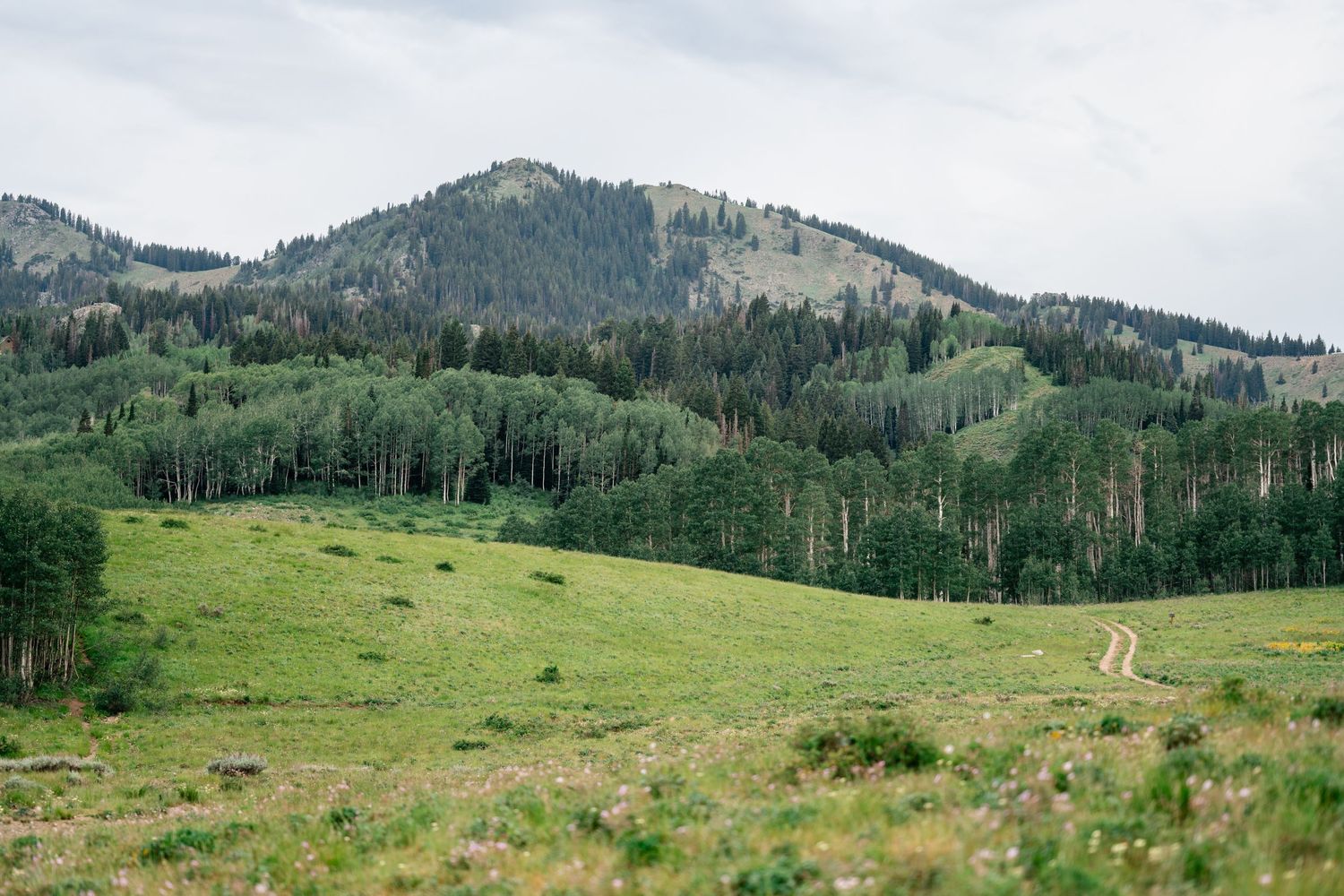 Mountain landscape with rolling green meadow and forested slopes under cloudy skies in a remote wilderness area.