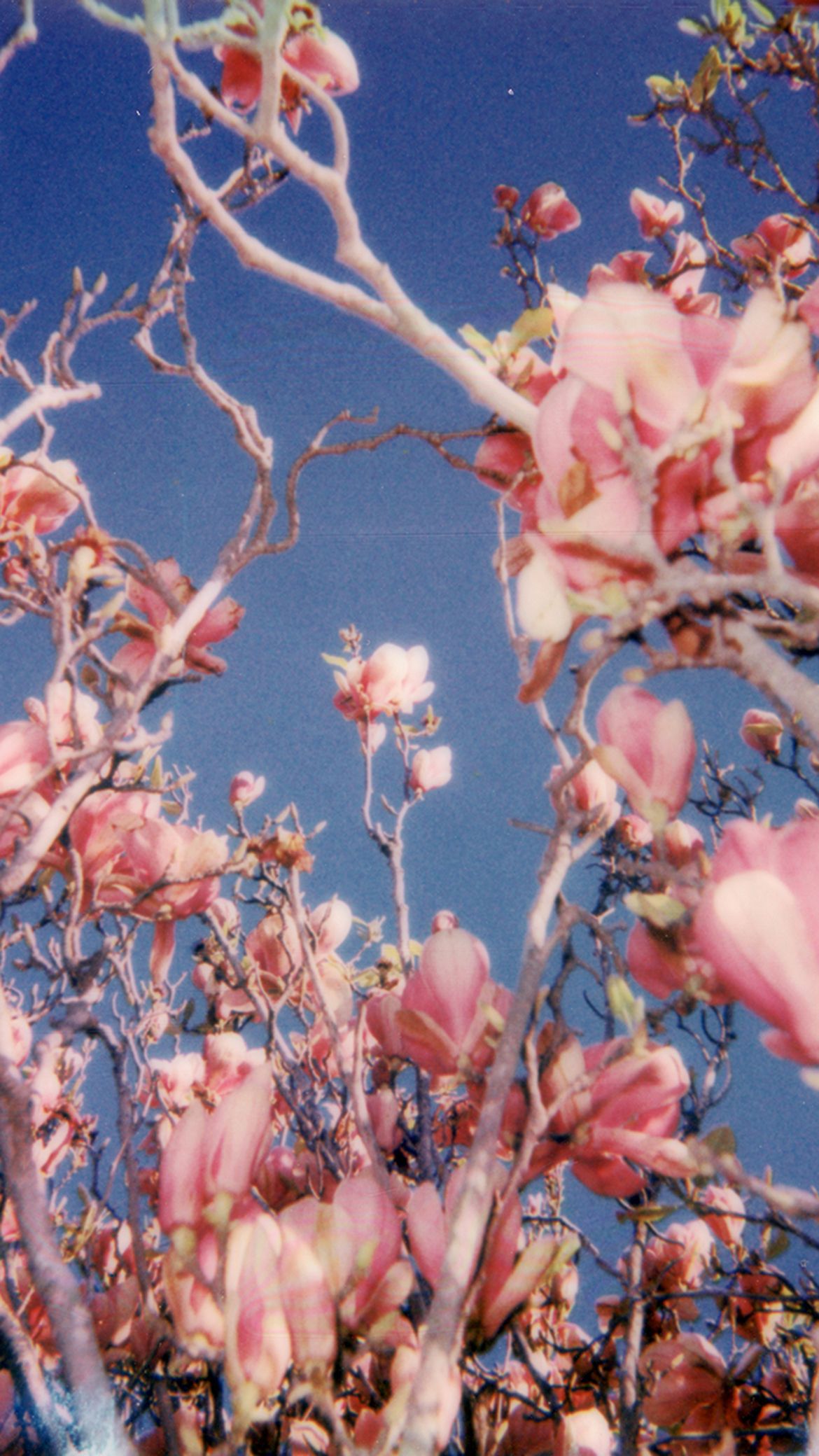 Pink magnolia blossoms against a vibrant blue sky showcase delicate spring flowers on twisting tree branches.