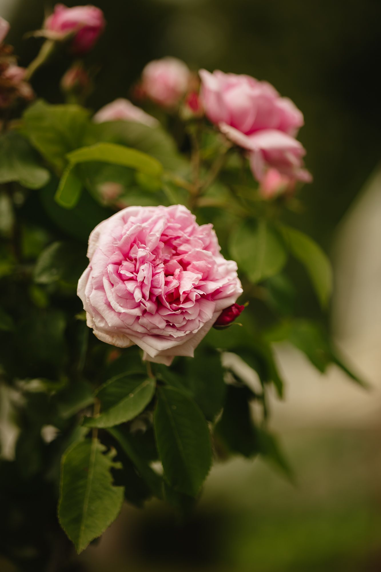 Pink garden roses blooming with soft focus and natural lighting.