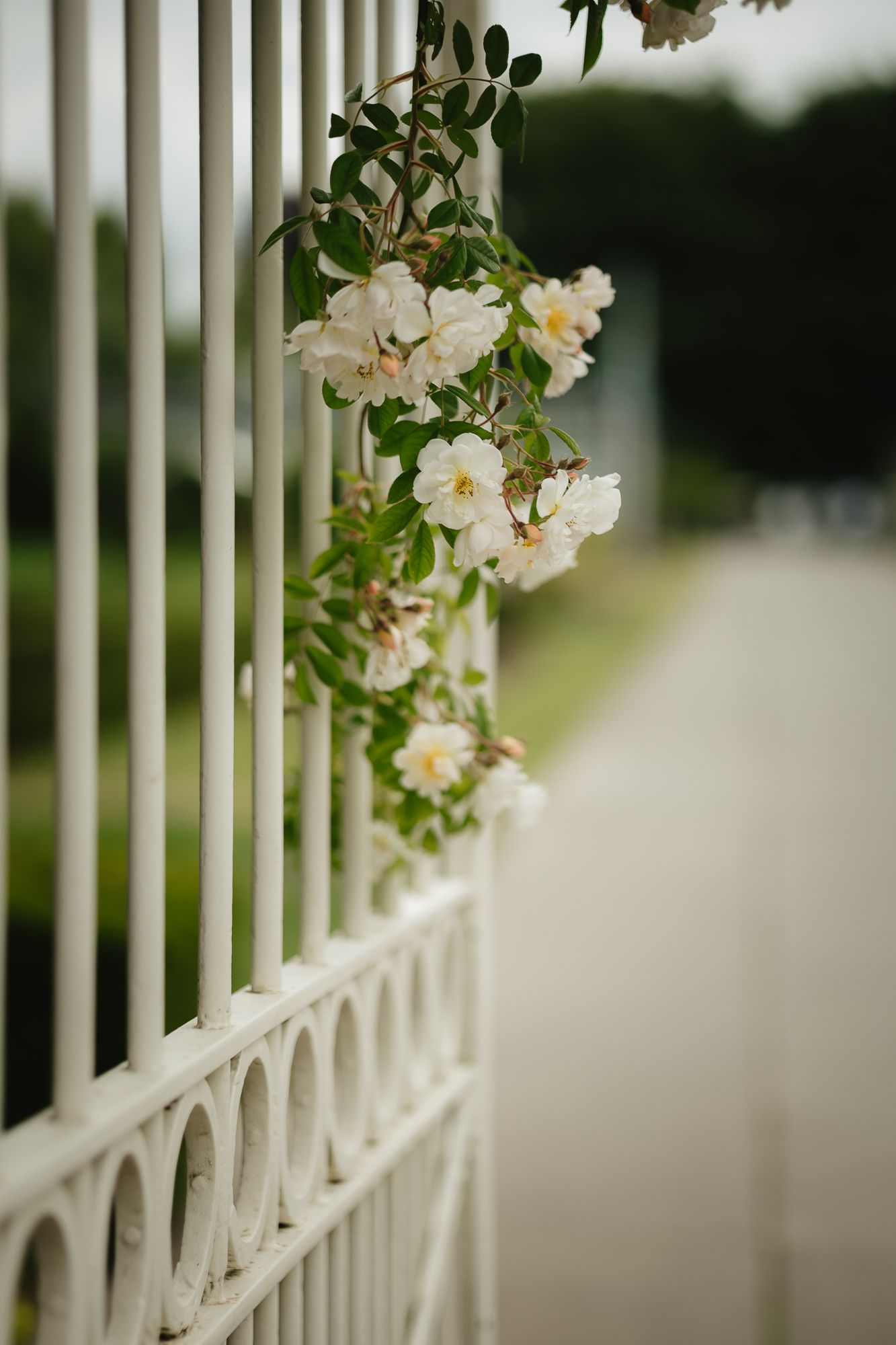 White fence with delicate climbing flowers creating a romantic garden scene.