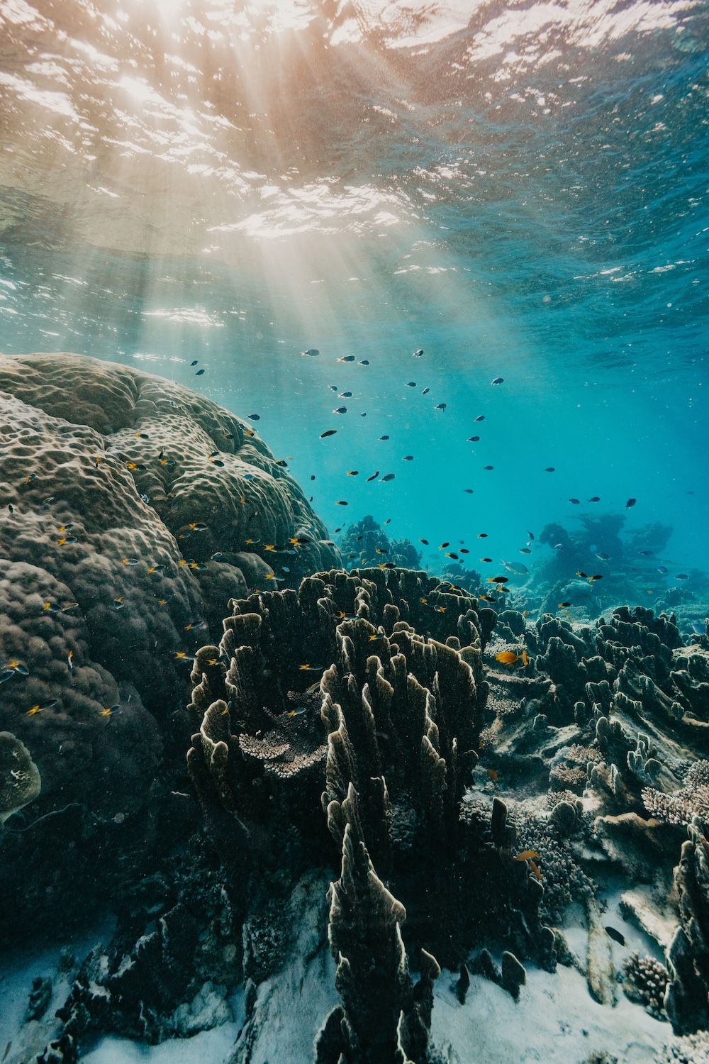 Sunlight streams through crystal clear turquoise waters on Ningaloo Reef illuminating coral formations and small fish