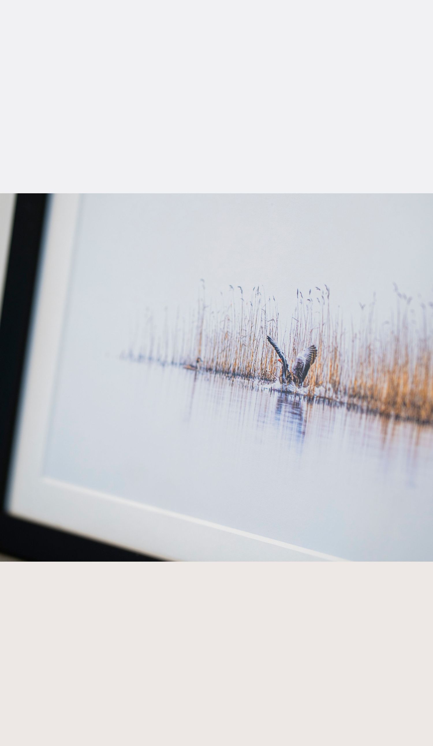 Produktbillede af et kunstfotografi af en gås der lander foran nogle siv.