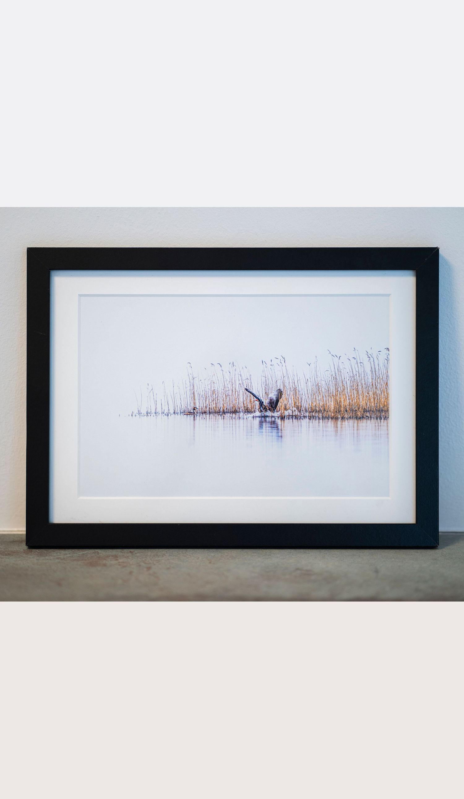 Produktbillede af et kunstfotografi af en gås der lander foran nogle siv.