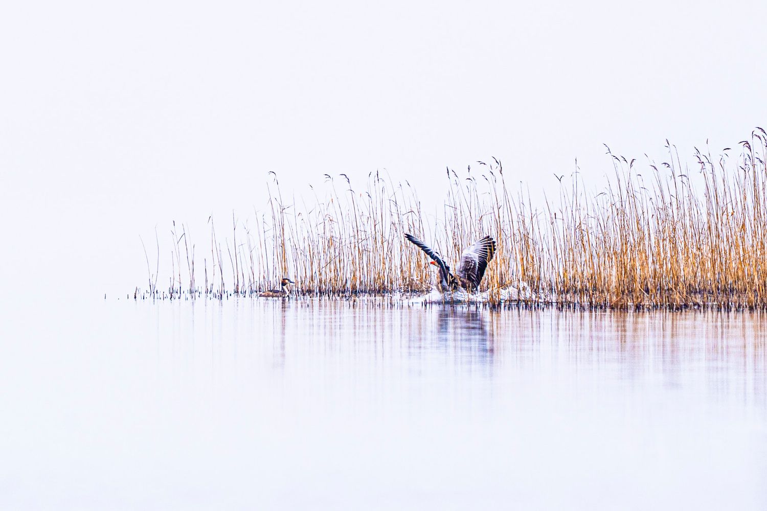Fotokunst af en gås der lander i Tjele Langsø foran nogle sive. Er lavet i tegnestil og meget minimalistisk