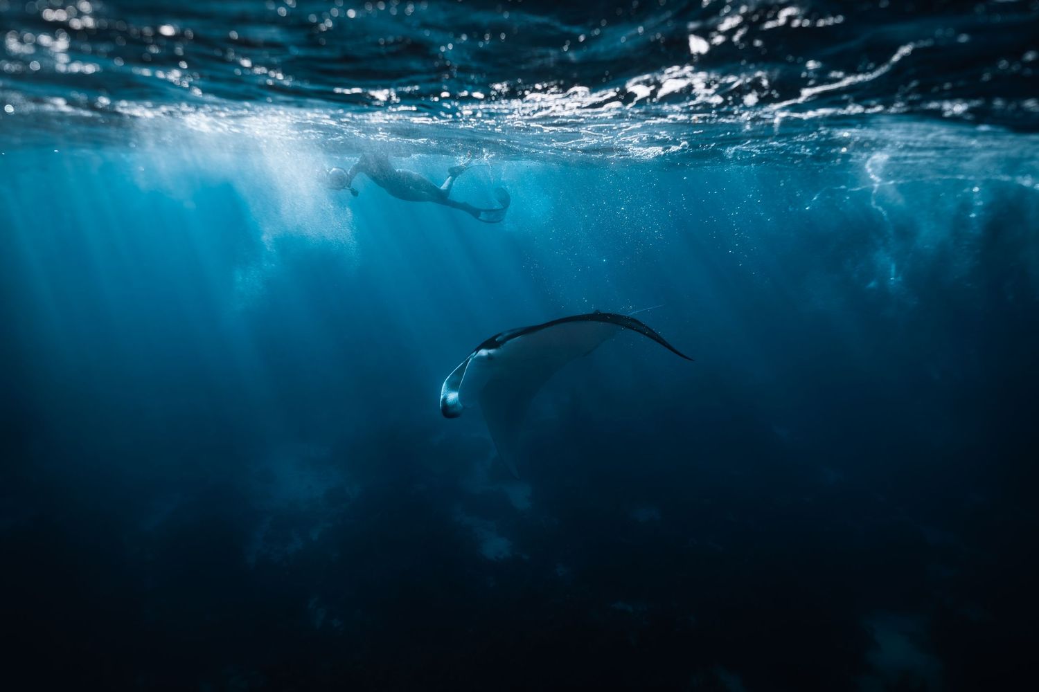 A series of underwater photographs showing deep blue ocean scenes with sunlight filtering through the water's surface.