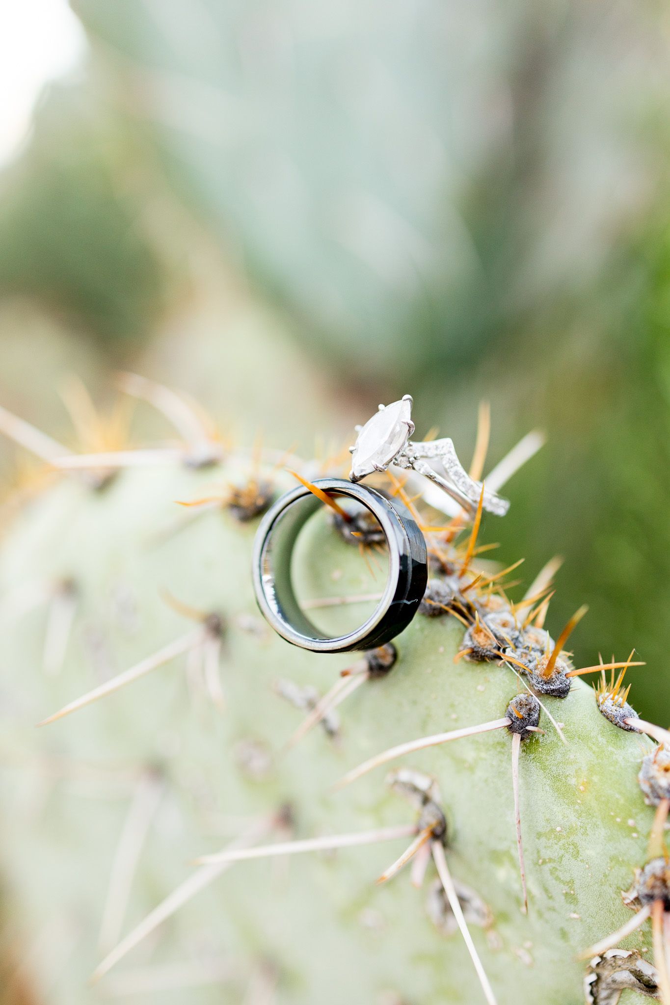 Wedding rings artistically placed on a cactus with natural desert lighting.