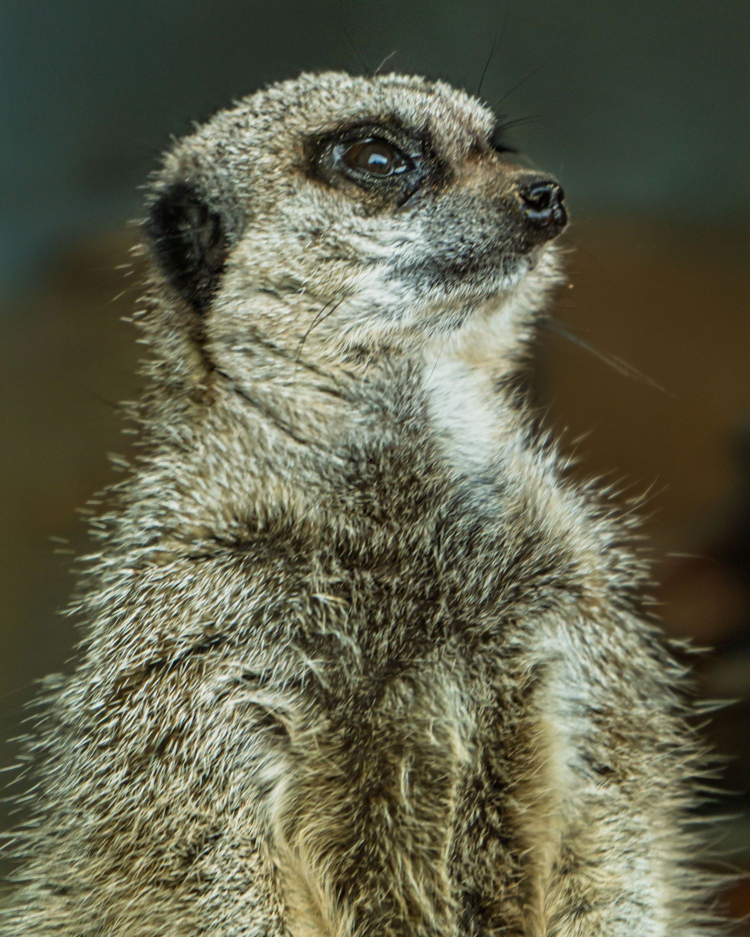Meerkat