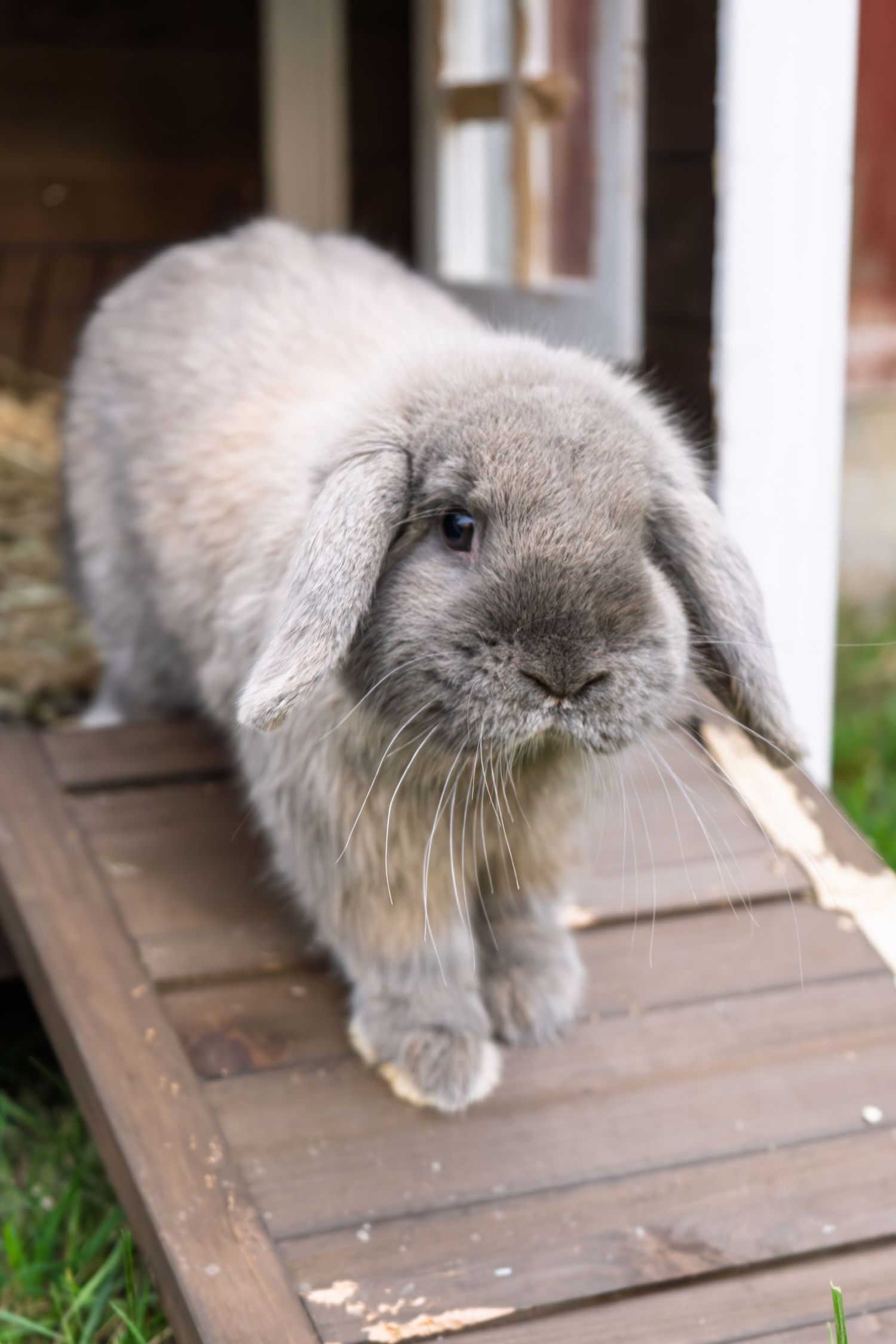 Rabbit