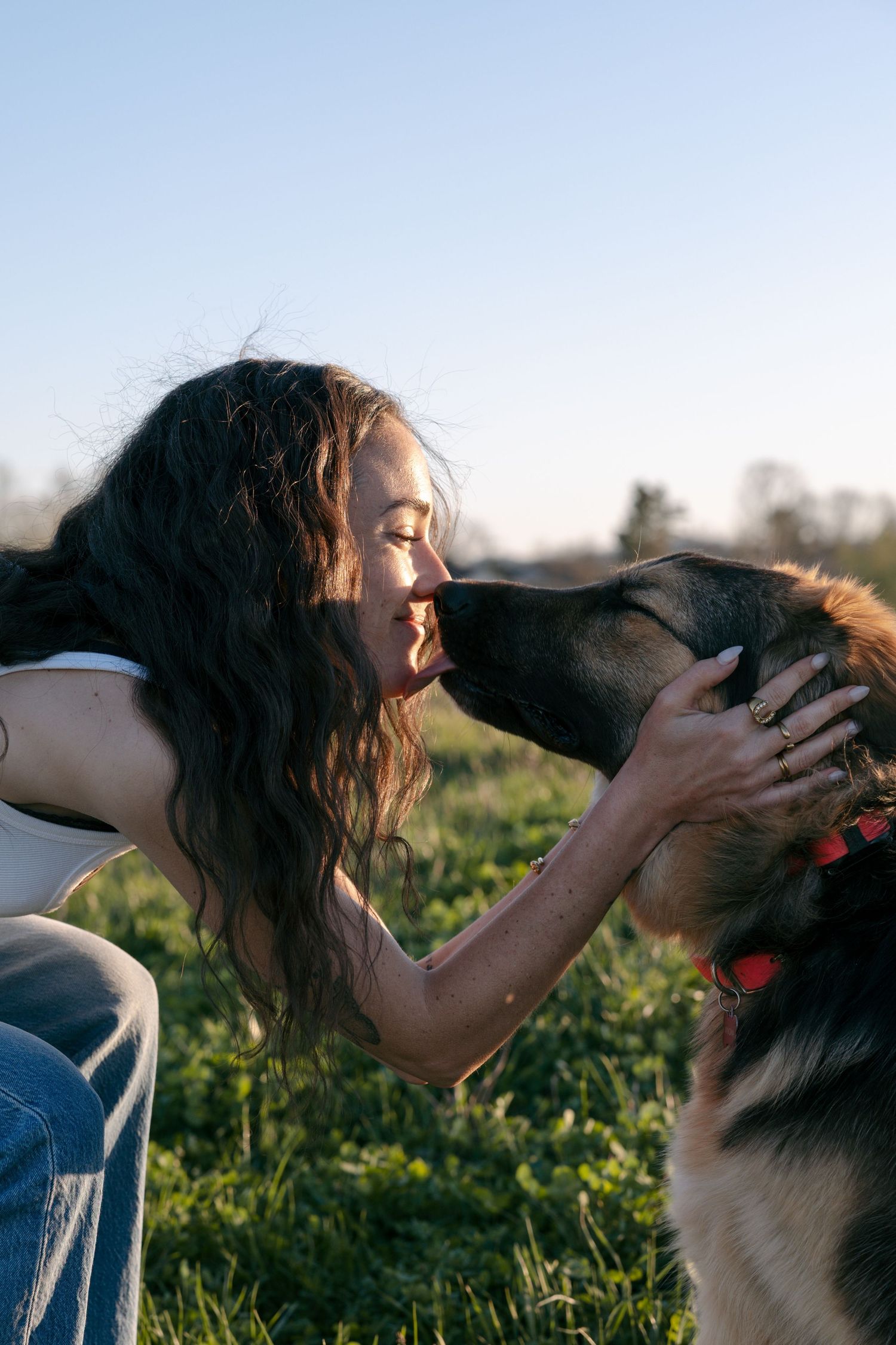 A person plays with their Australian Shepherd dog in a grassy field during golden hour sunset.