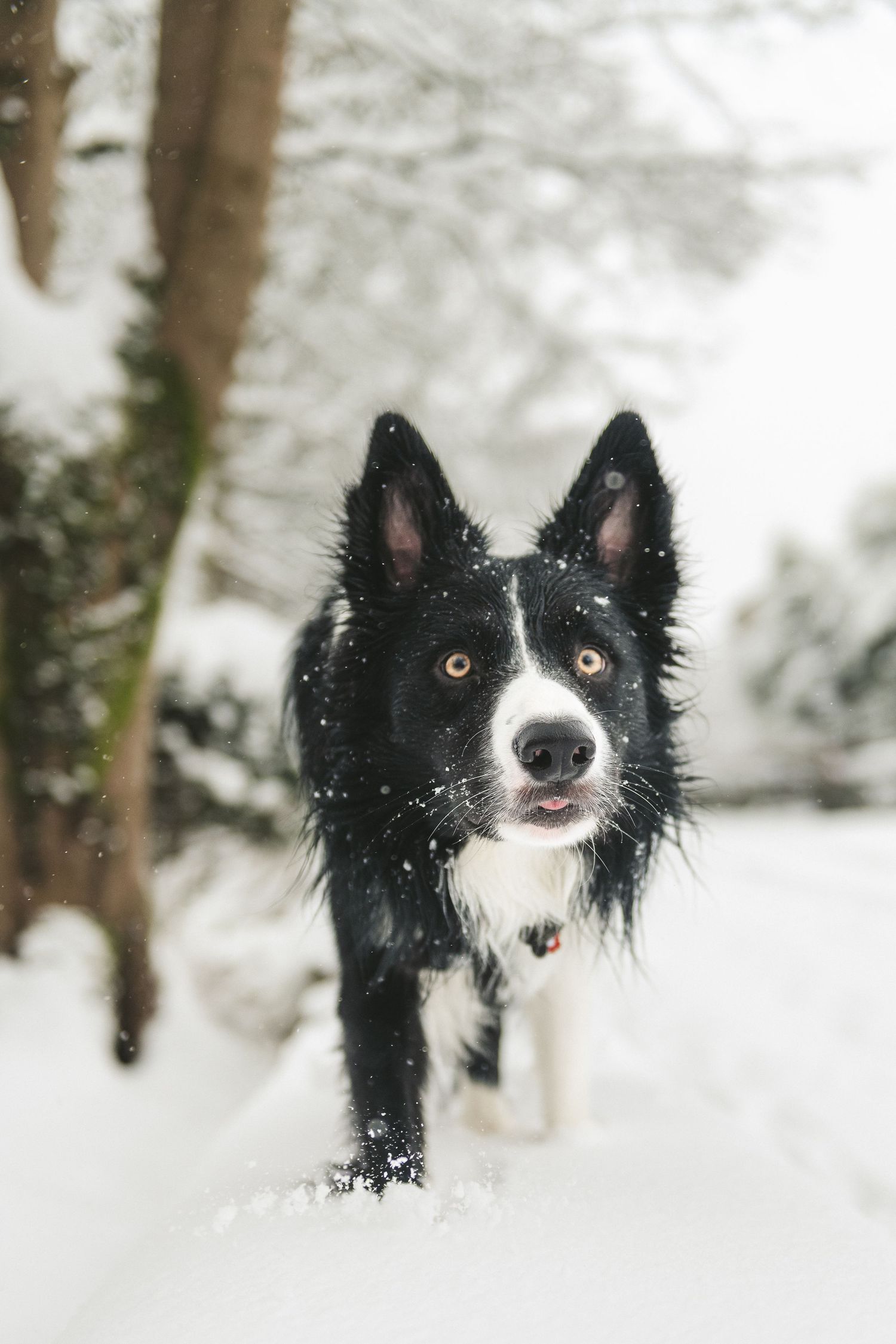 A black and white Border Collie dog walking through deep snow in a winter forest landscape. Ephemera.
