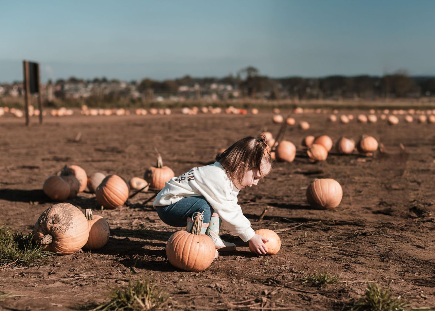 Row of orange pumpkins scattered across dry desert landscape at sunset. Ephemera.
