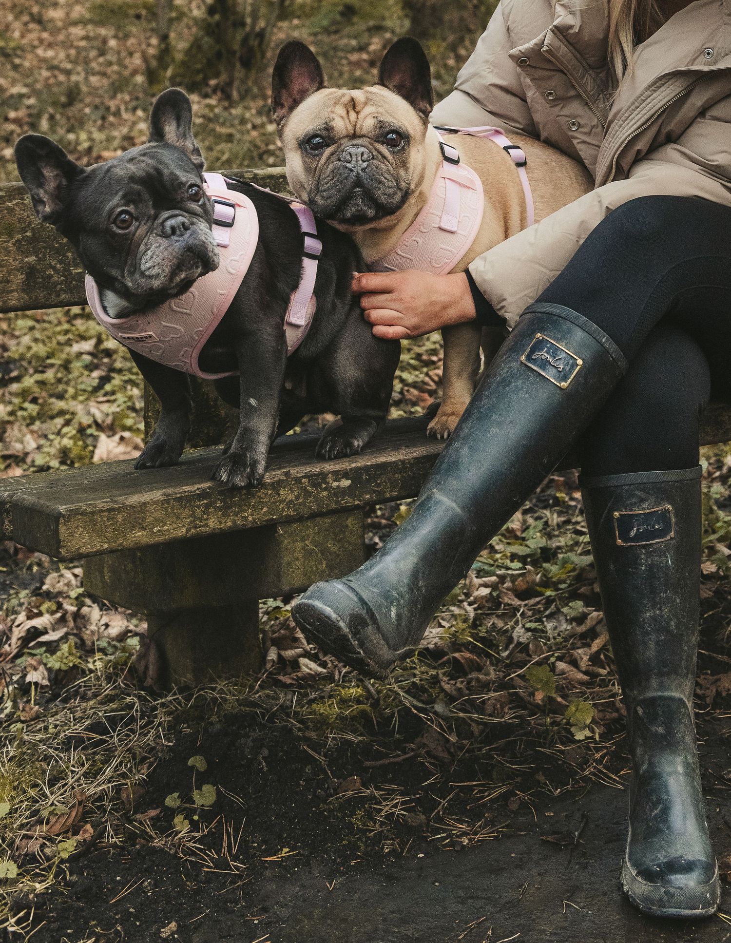 Two French Bulldogs sitting on a wooden bench next to someone wearing black rain boots. Ephemera.