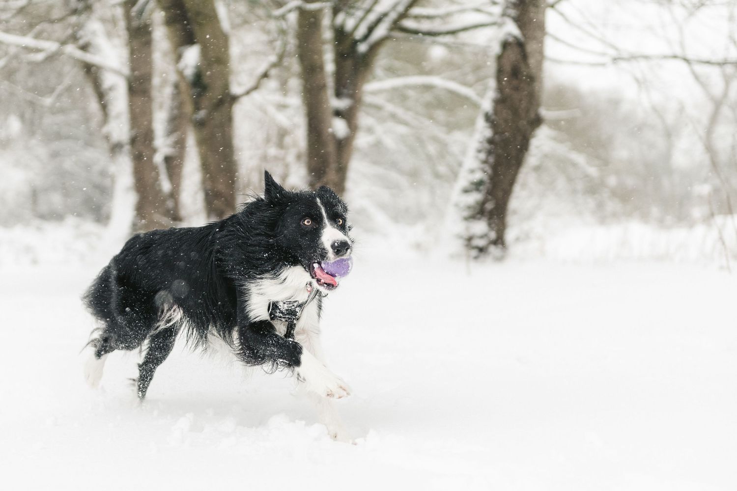 Black dog running through snowy winter landscape. Ephemera.