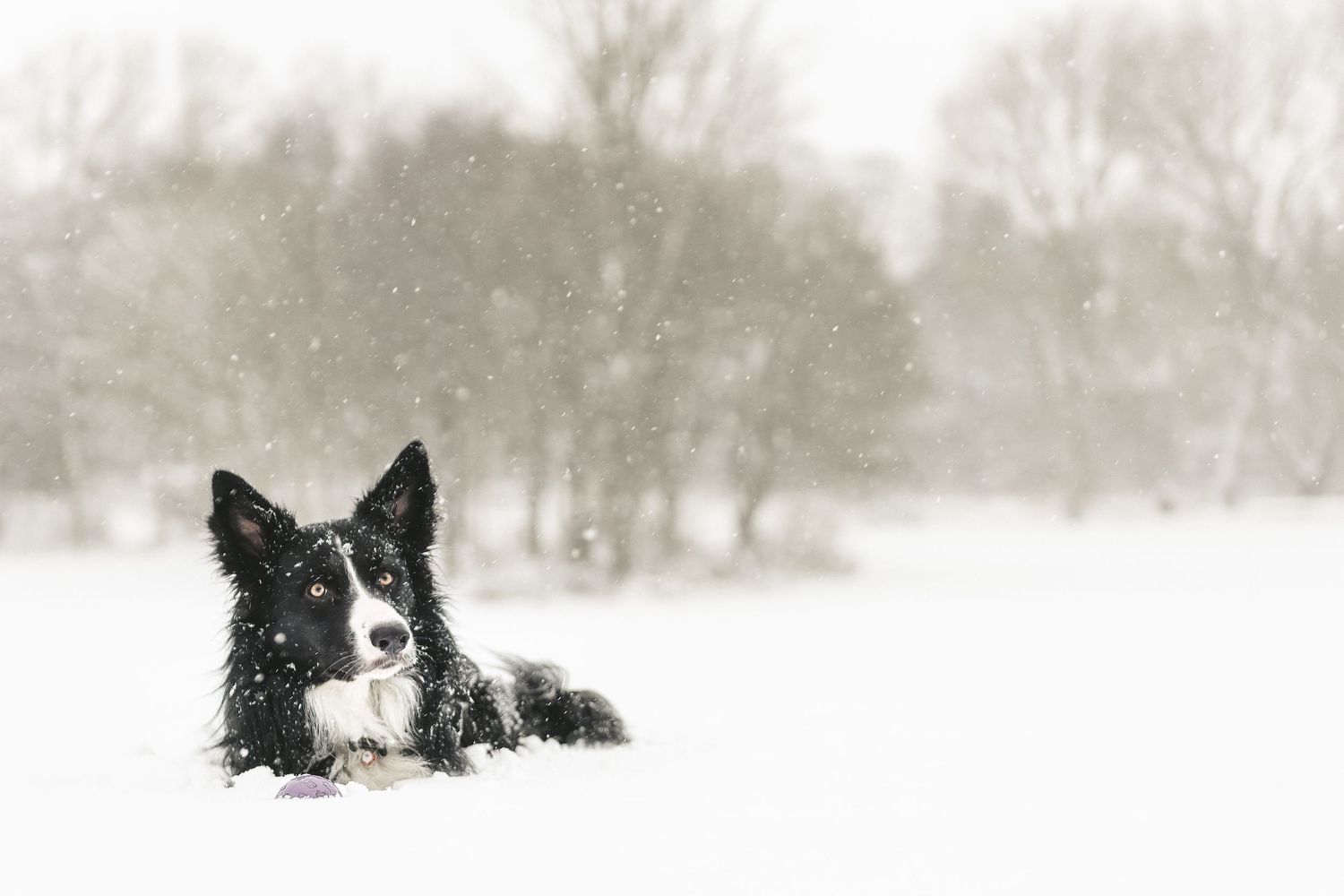 Black and white winter scene with Border Collies playing in the snow. Ephemera.