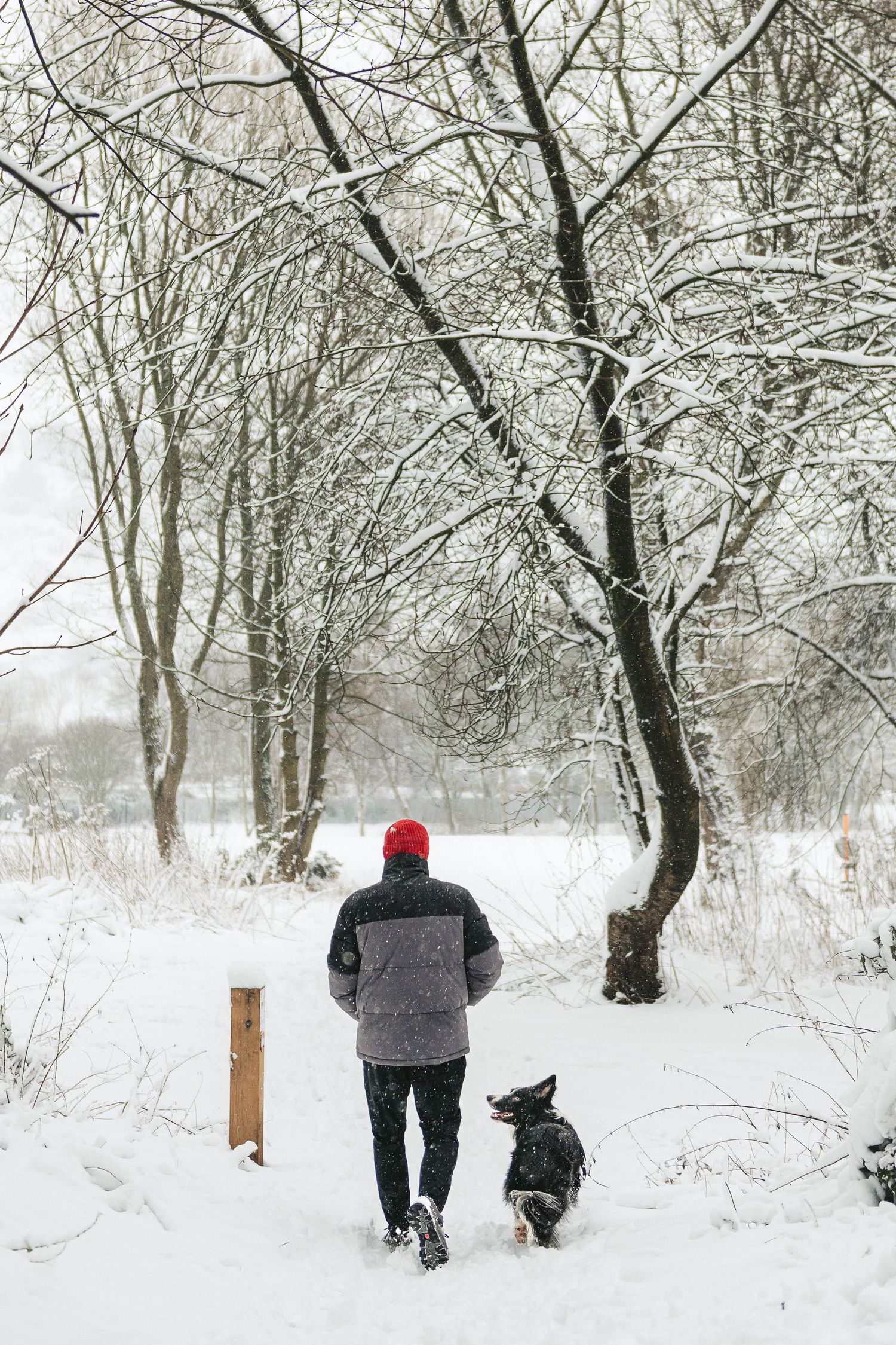 A person in a gray coat and red hat walks through a snowy forest path with their dog on a winter day. Ephemera.