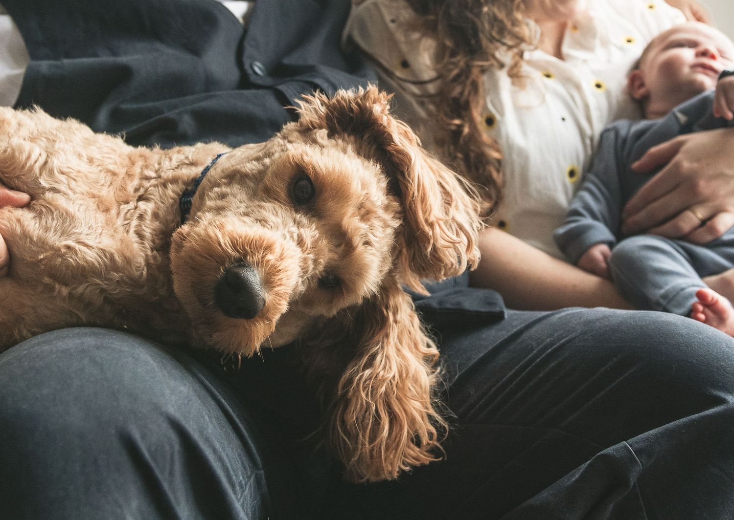 A fluffy golden doodle dog napping peacefully on a dark couch. Ephemera.