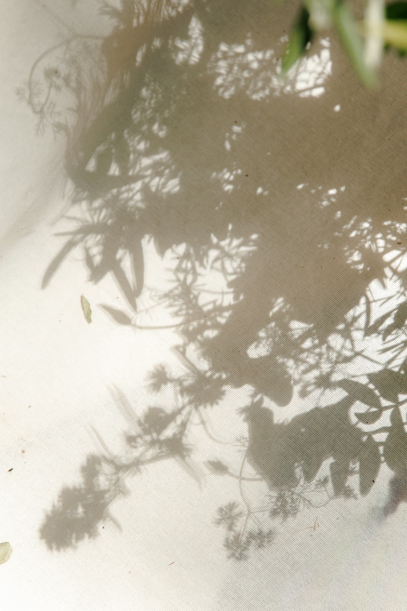 Soft shadows of tropical leaves and branches cast on a white wall in natural light.