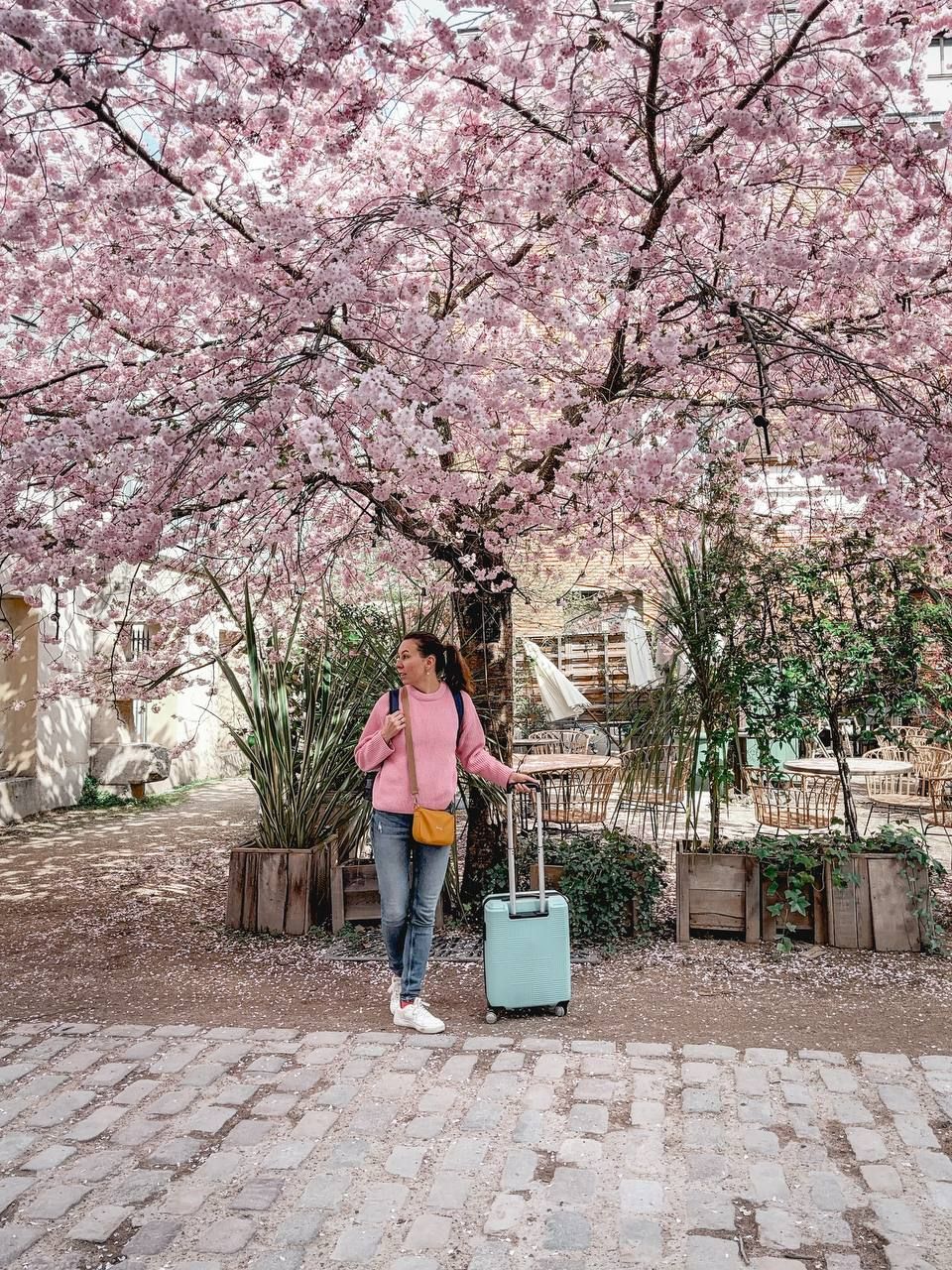 Woman in pink sweater with mint suitcase standing under blooming cherry blossom tree on cobblestone path.